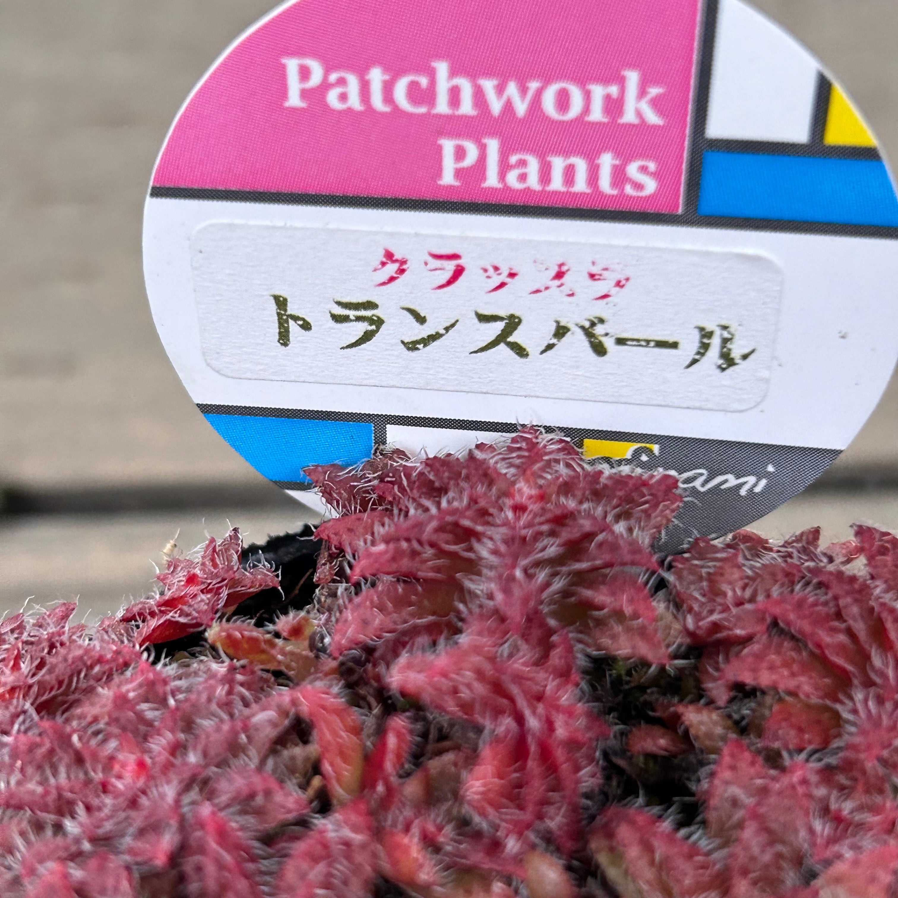 トランスバール | RuPo 多肉植物専門店