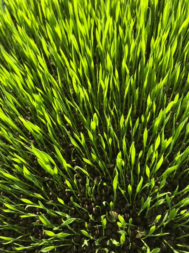 新米！！令和7年産  大自然米【10kg】精白米