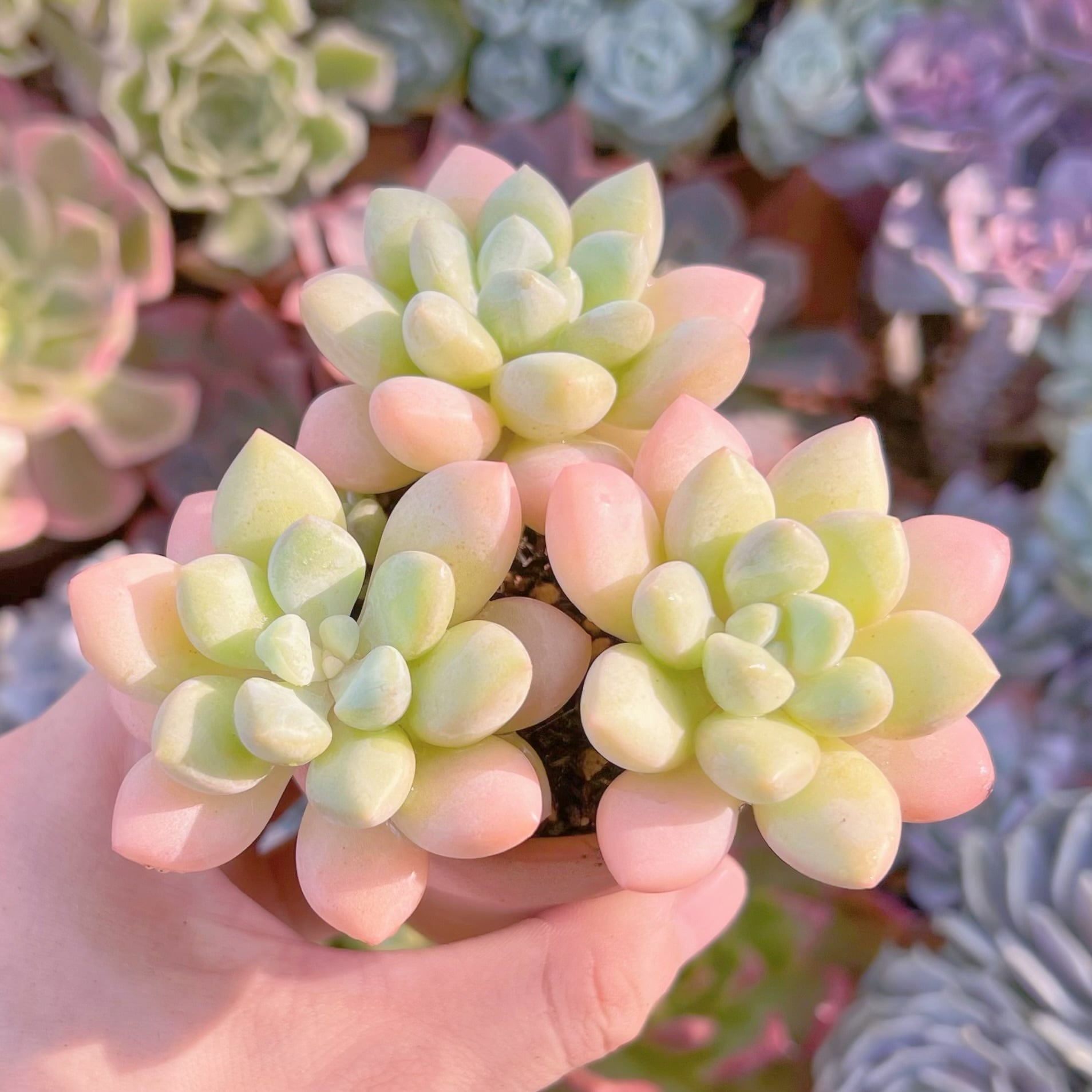 多肉植物 ピンクパール群生 大苗 新入荷 るる農園 | るる農園~多肉植物専門