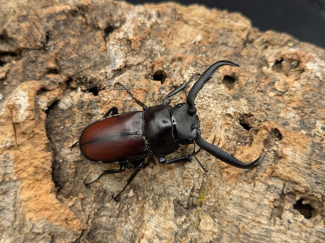 マイシカ　♂58ｍｍ♀34ｍｍ　