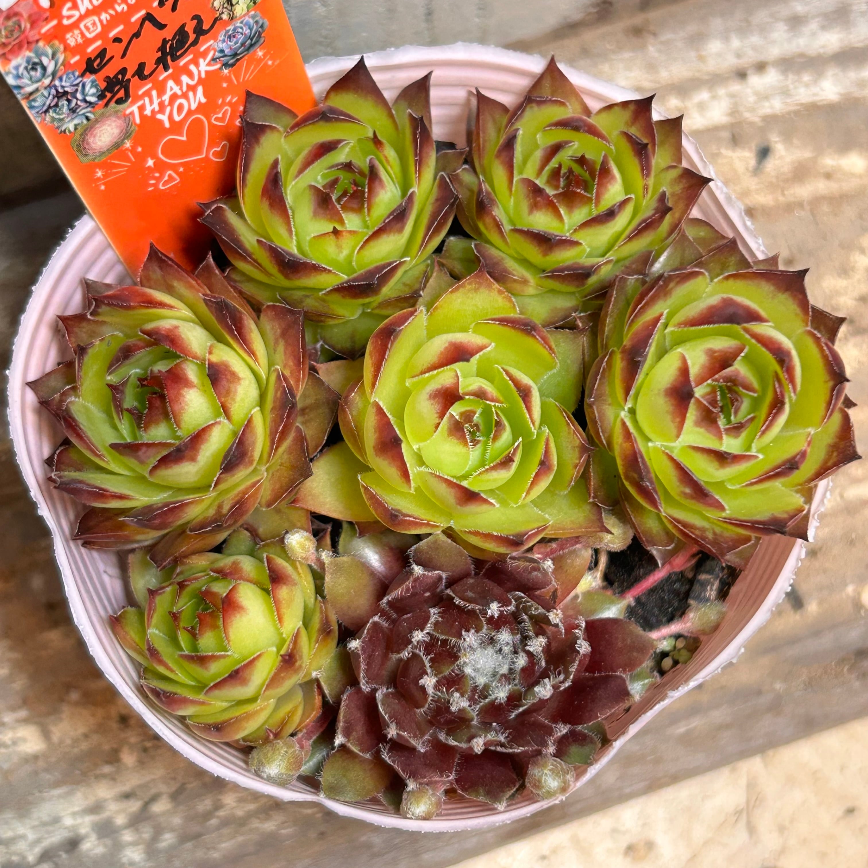 多肉 センペル センペル | RuPo 多肉植物専門店