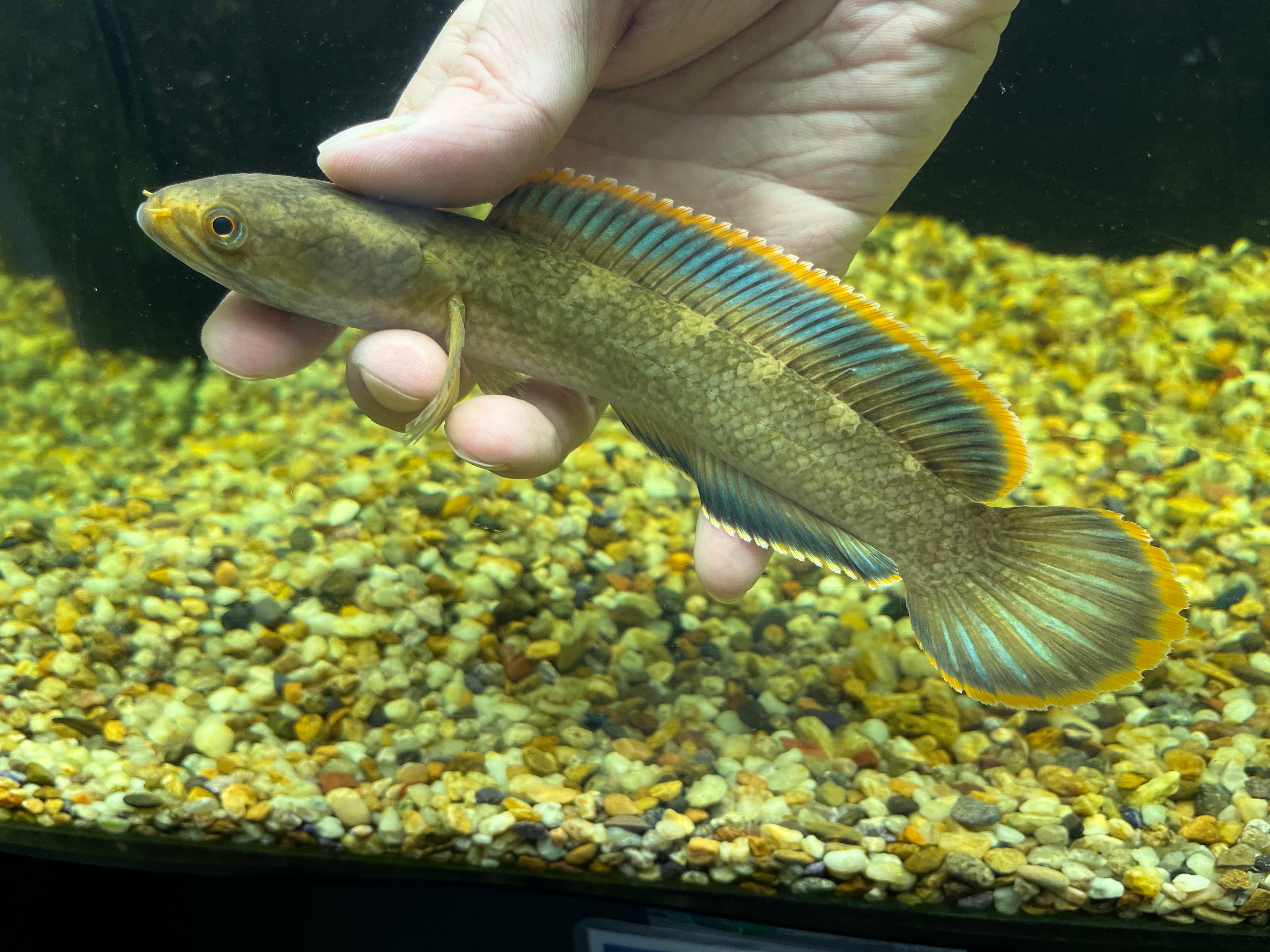 タイ直輸入便WILDアイスファイヤースネークヘッドAグレード10cm± NO1