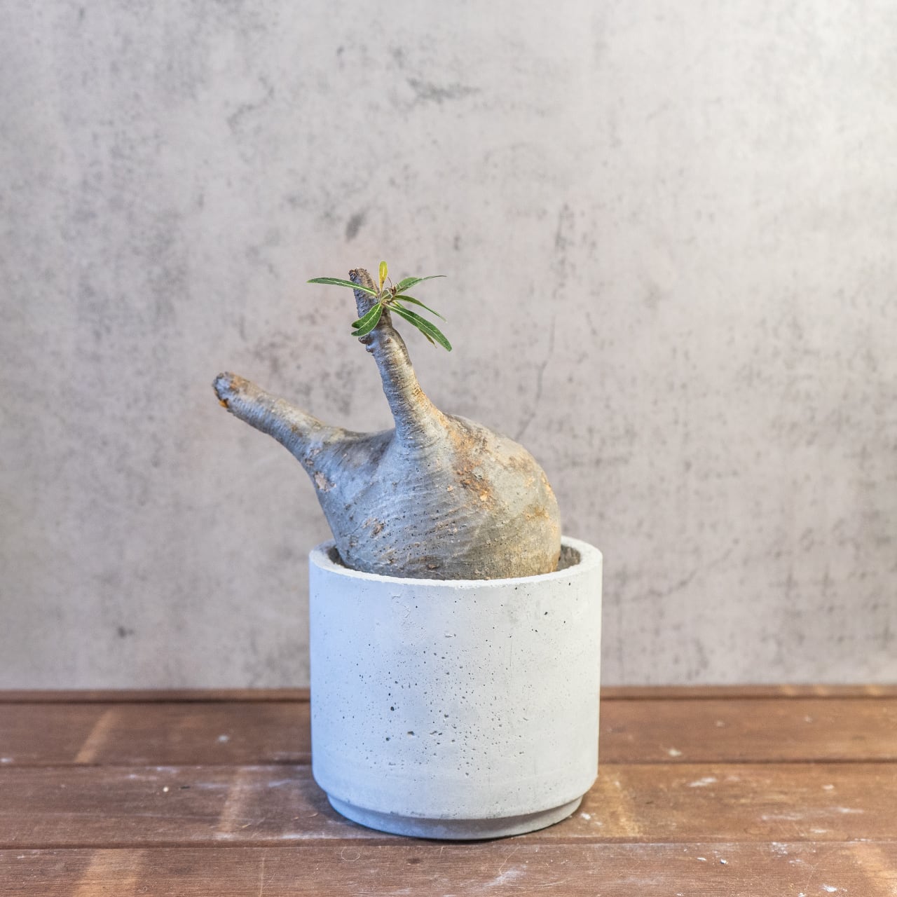 【胴回り32.5cm/発根済】パキポディウム グラキリス 圧倒的な存在感 モルタル鉢仕立て 本物志向のインテリアグリーン おしゃれ／虫の発生防止