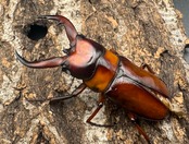 《トカラノコギリクワガタ ホワイトアイ ♀単+おまけB品♂》