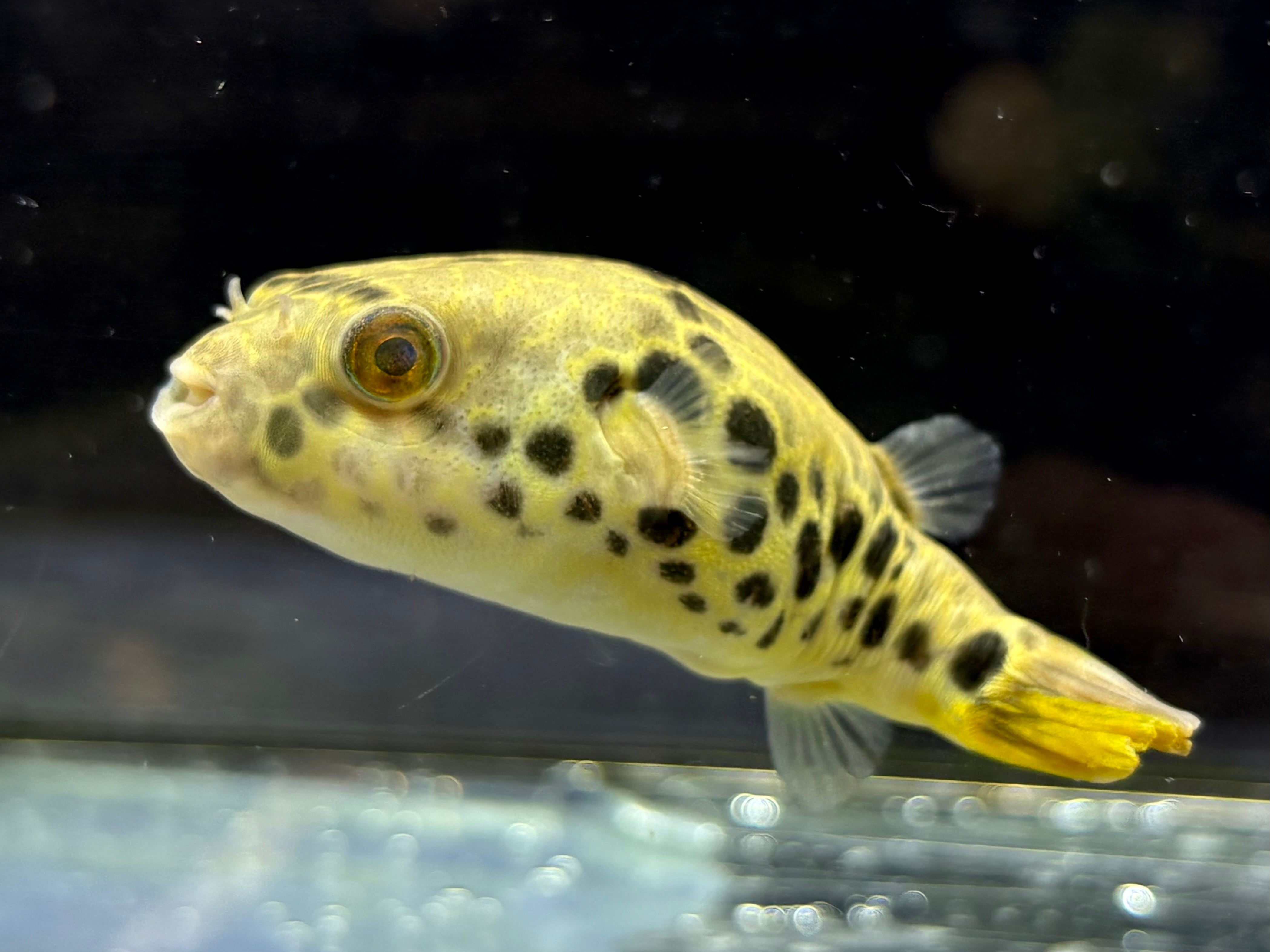 po.sp.ナイジェリア60up | AQUASTYLEG
