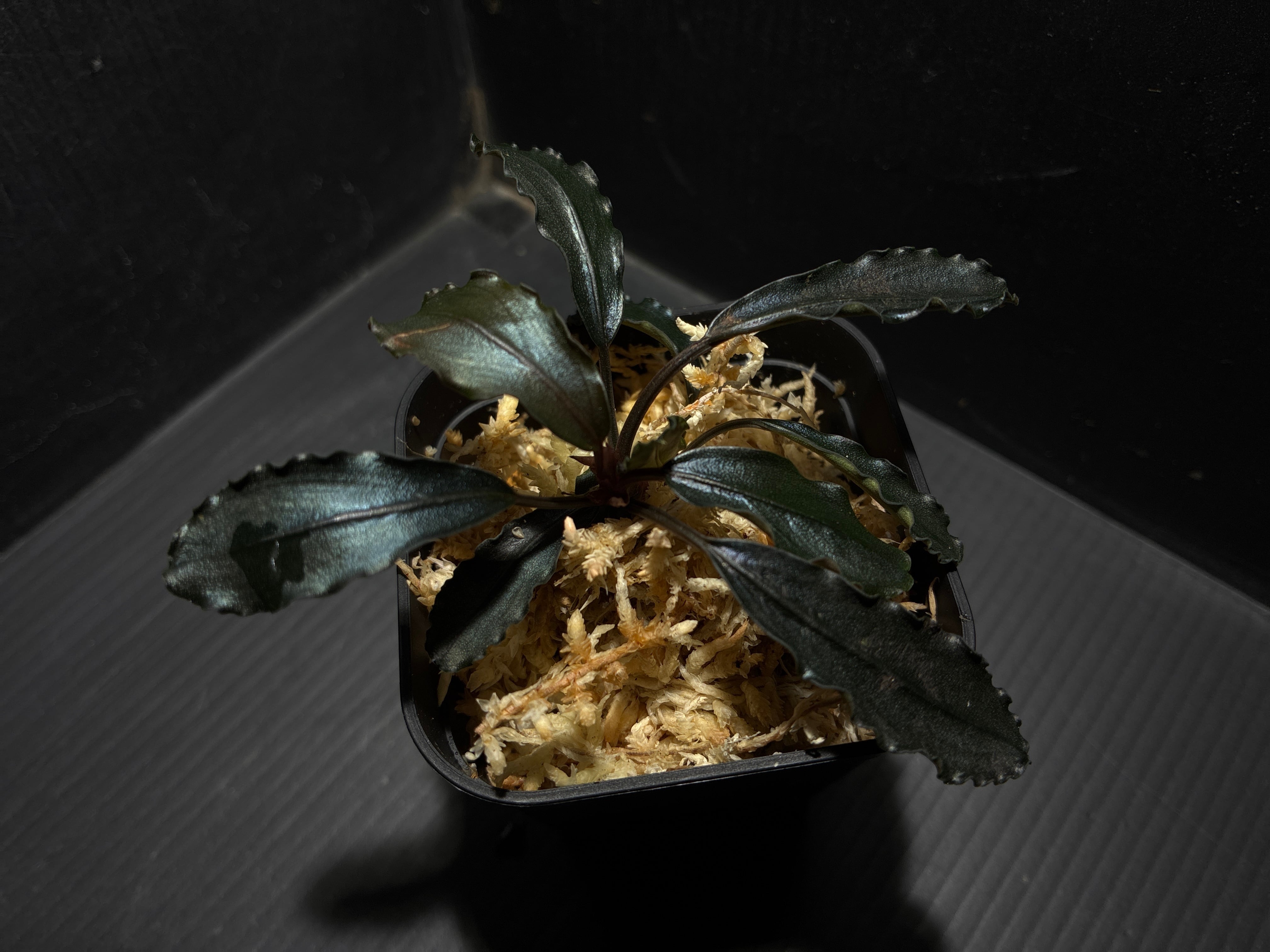 Bucephalandra sp.Kedagang Pink Variegata（ブセファランドラsp.クダ