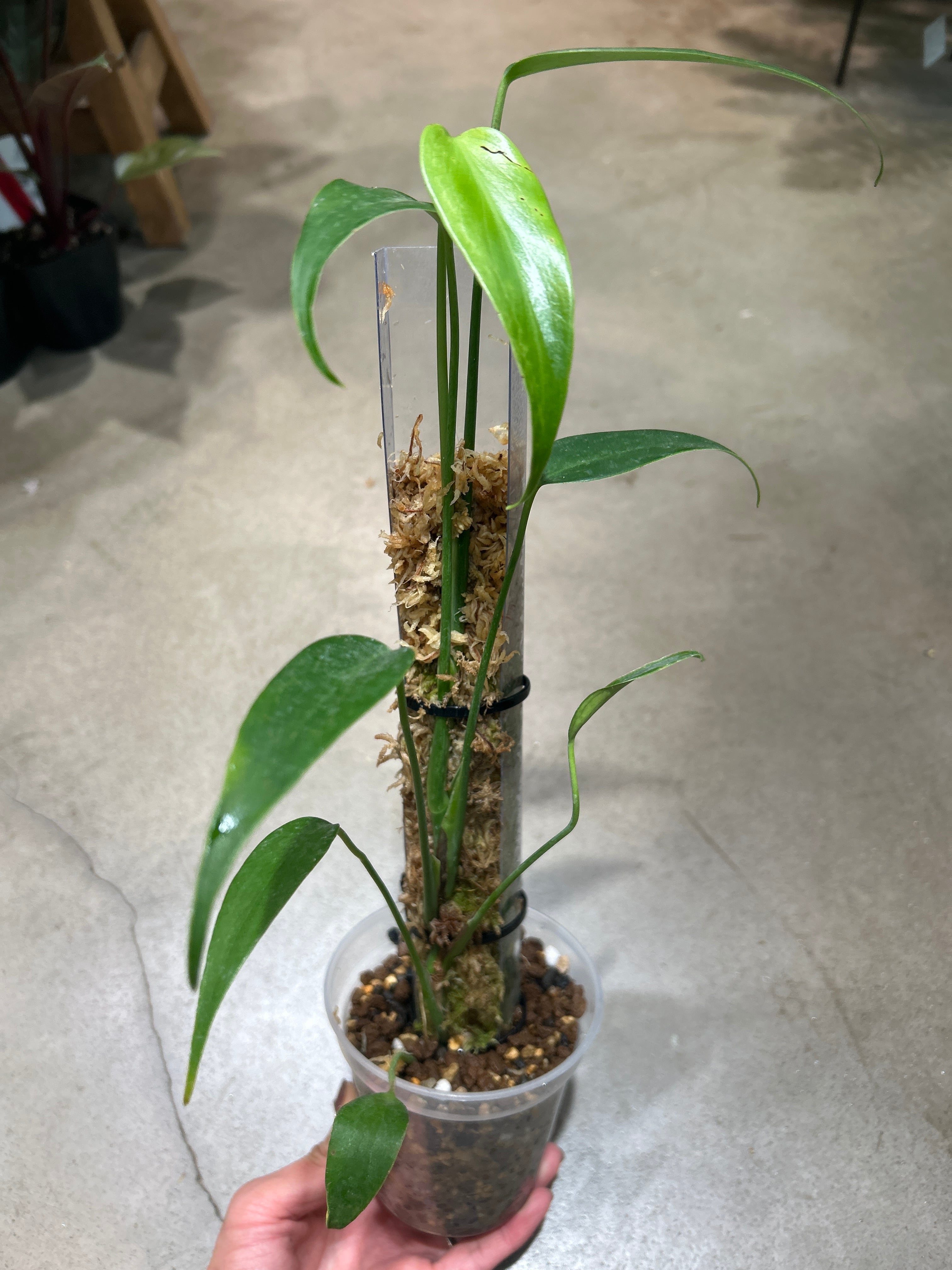 B フィロデンドロン キャラメルマーブル ファイヤータイガー