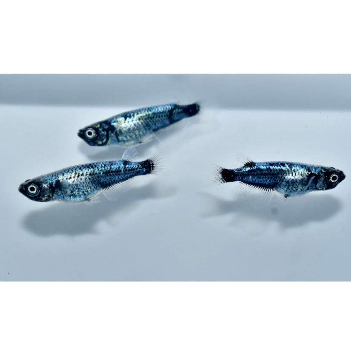 メダカ 墨武めだか 稚魚10匹＋(保証2匹) 沖縄ストア 全国送料無料
