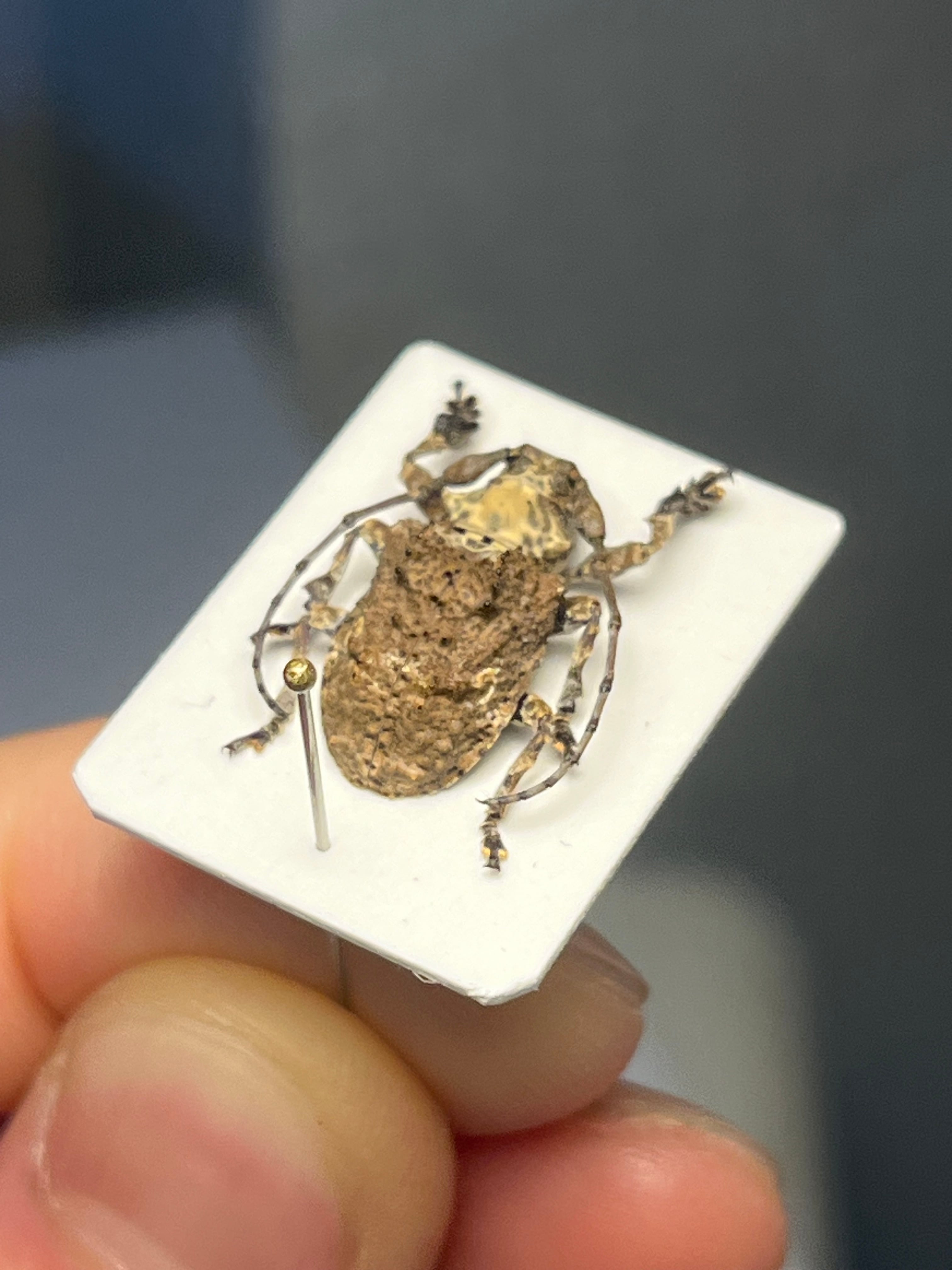 【毒刺甲虫】サソリカミキリ 昆虫標本 Onychocerus ウスバカミキリ 毒刺甲虫】サソリカミキリ 昆虫標本 Onychocerus scorpio ウスバ
