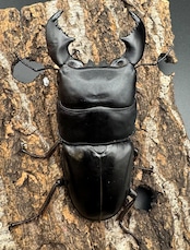 極太《スマトラオオヒラタ 90.5mm ペア》