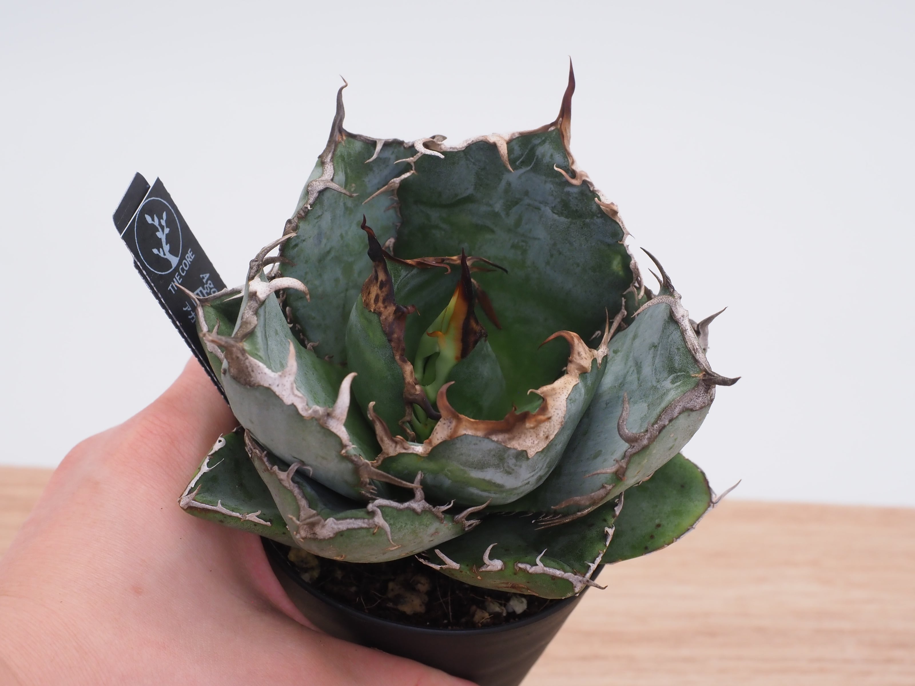 アガベ 羽毛　フェザー　5号鉢 アガベ 羽毛 フェザー 5号鉢