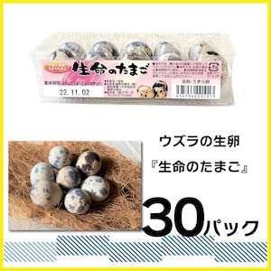 【食用】産地直送 うずらの生卵 『生命のたまご』10個入り×30パック / 豊橋名産 新鮮