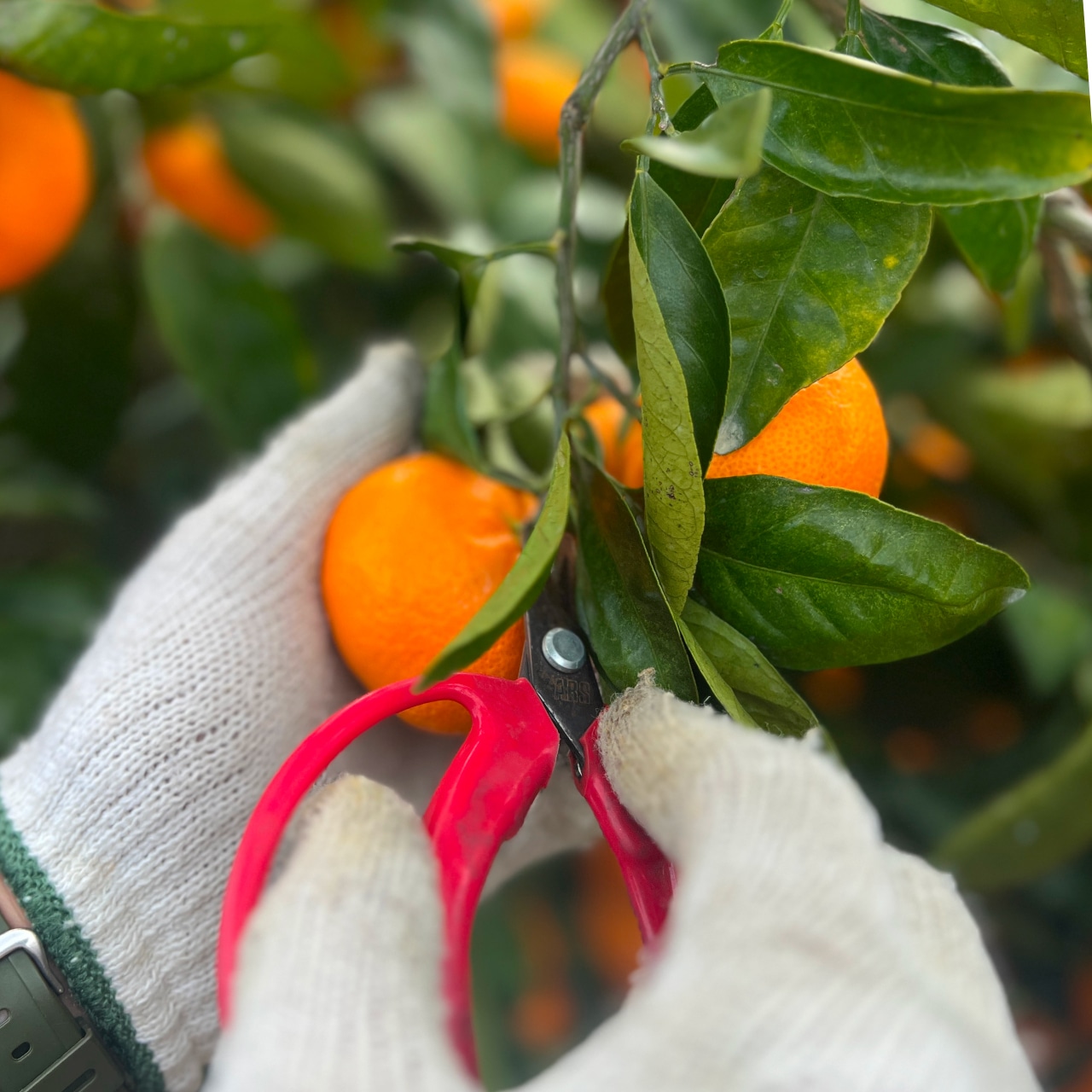 【年明け発送】完熟アルギットみかん 約3kg（早生）