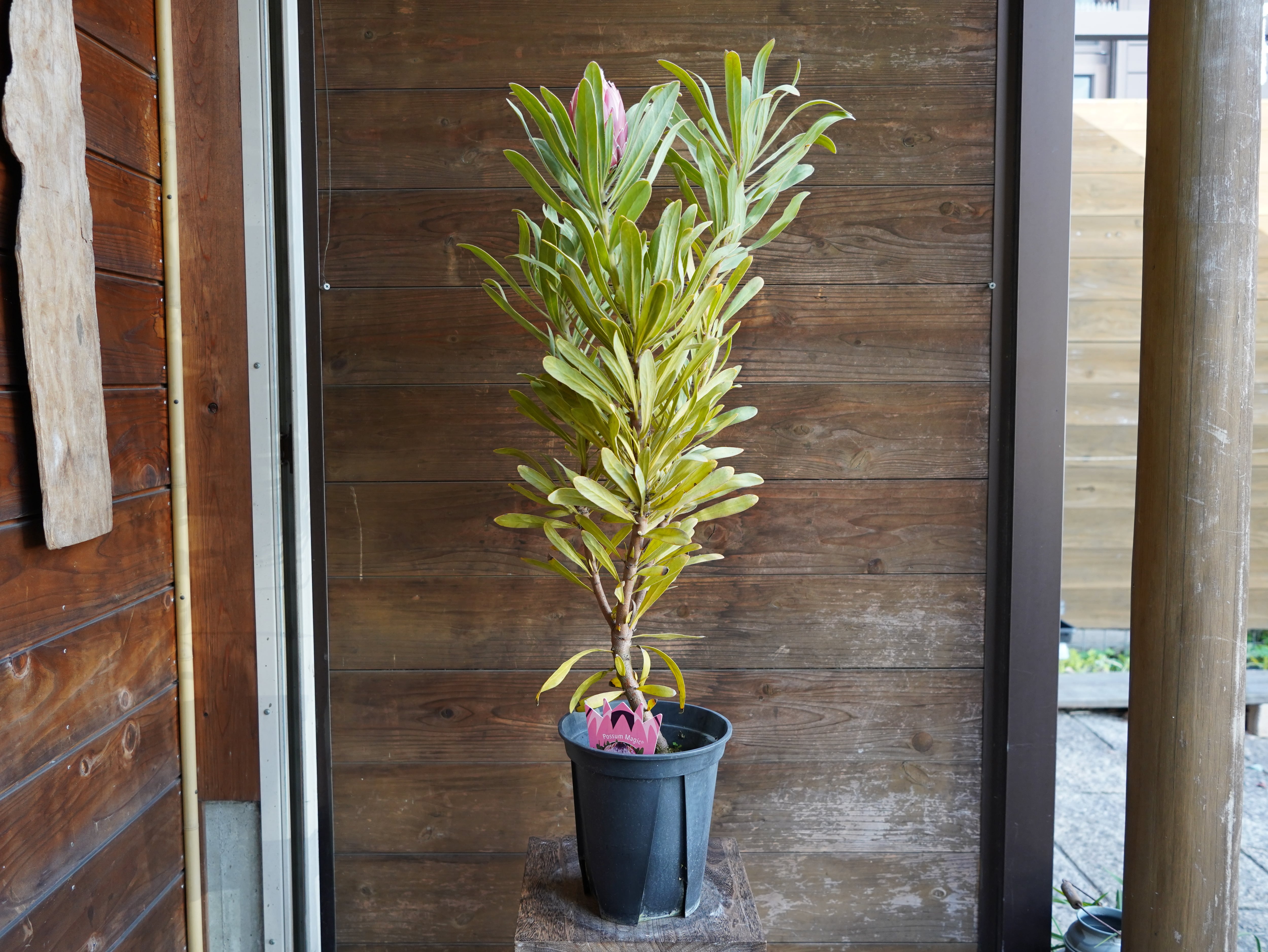 【現物】プロテア　”ポッサムマジック”