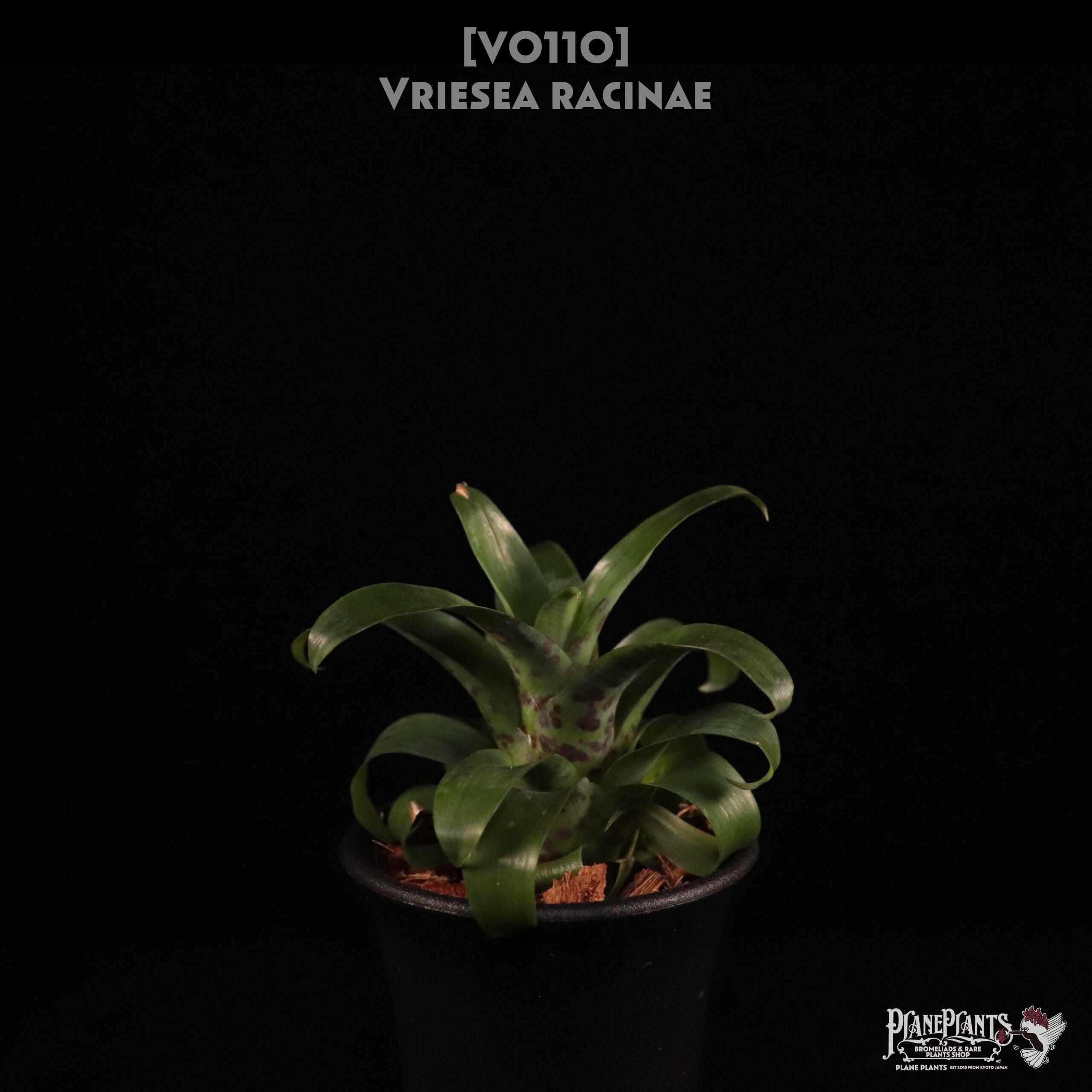 フリーセア　ハイパースペース　Vriesea 'Hyperspace'激レア Vriesea 'Hyperspace' | Fantastic Gardens Hawaii