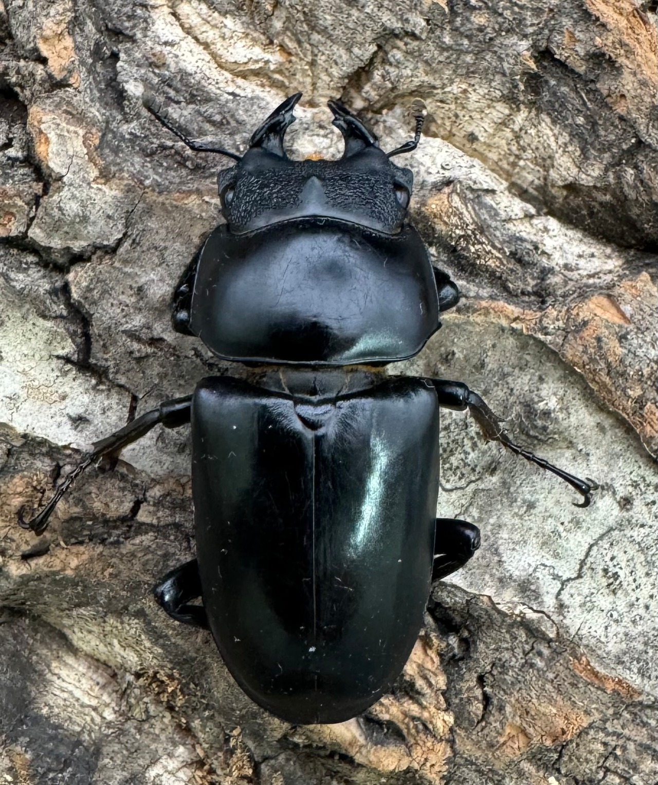 【WD】《ネパレンシス ssp. チベット産 61mm ♂♀♀トリオ》