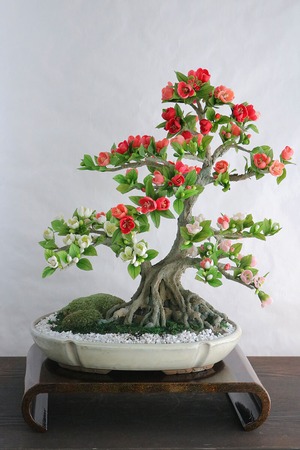 盆栽 木瓜(ボケ) Japanese quince Bonsai #116