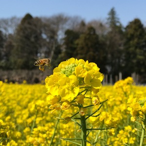 町田の巣蜜