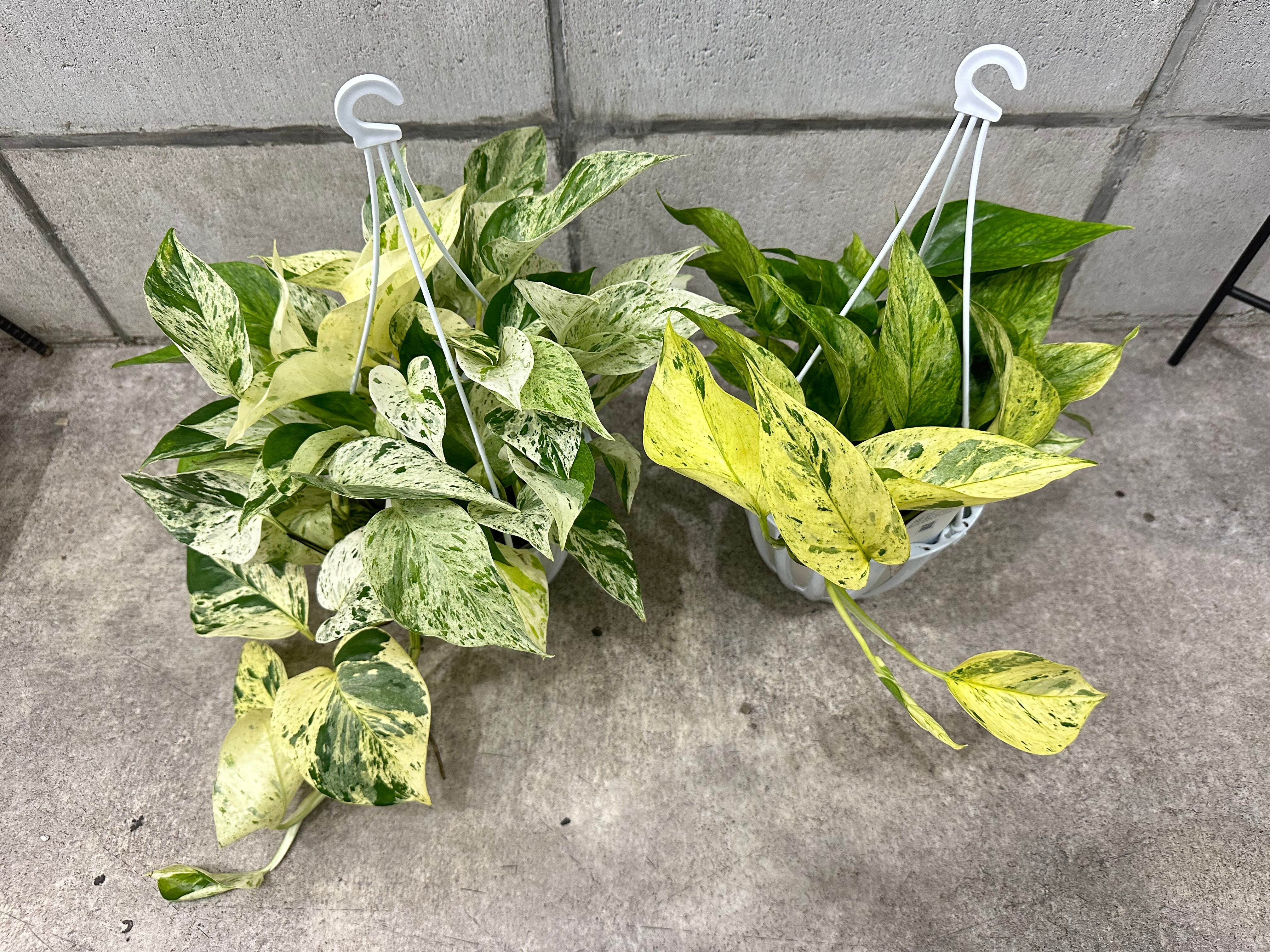 ポトス 「パステルシャワー」