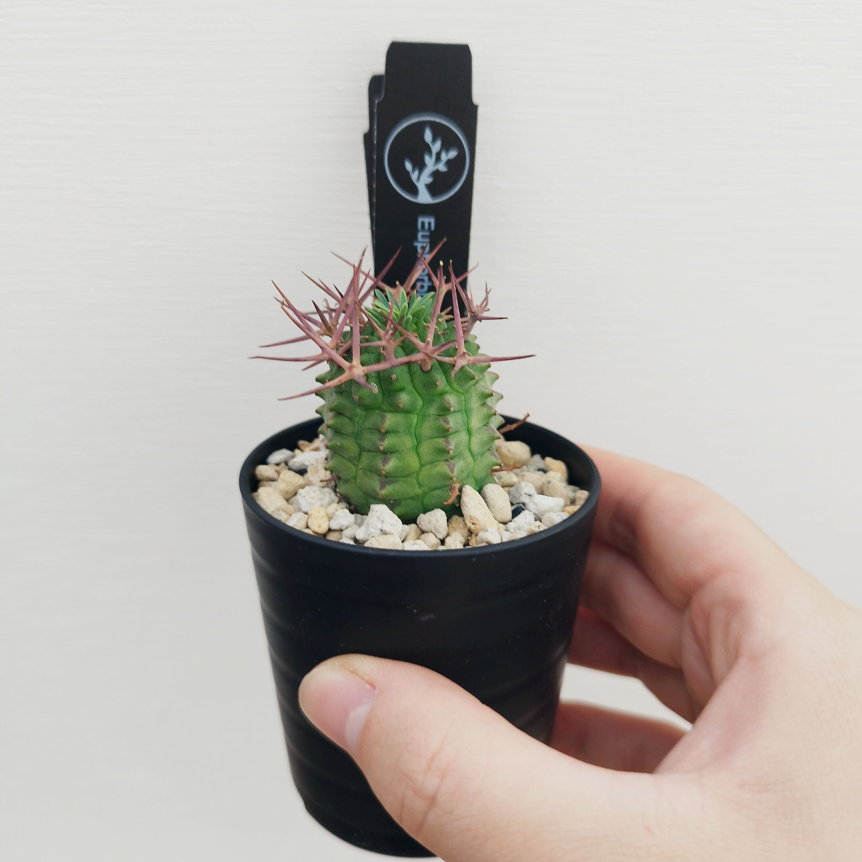 アガベ フィリグリー ラウンドタイプ 発根活着済み 【公式通販】