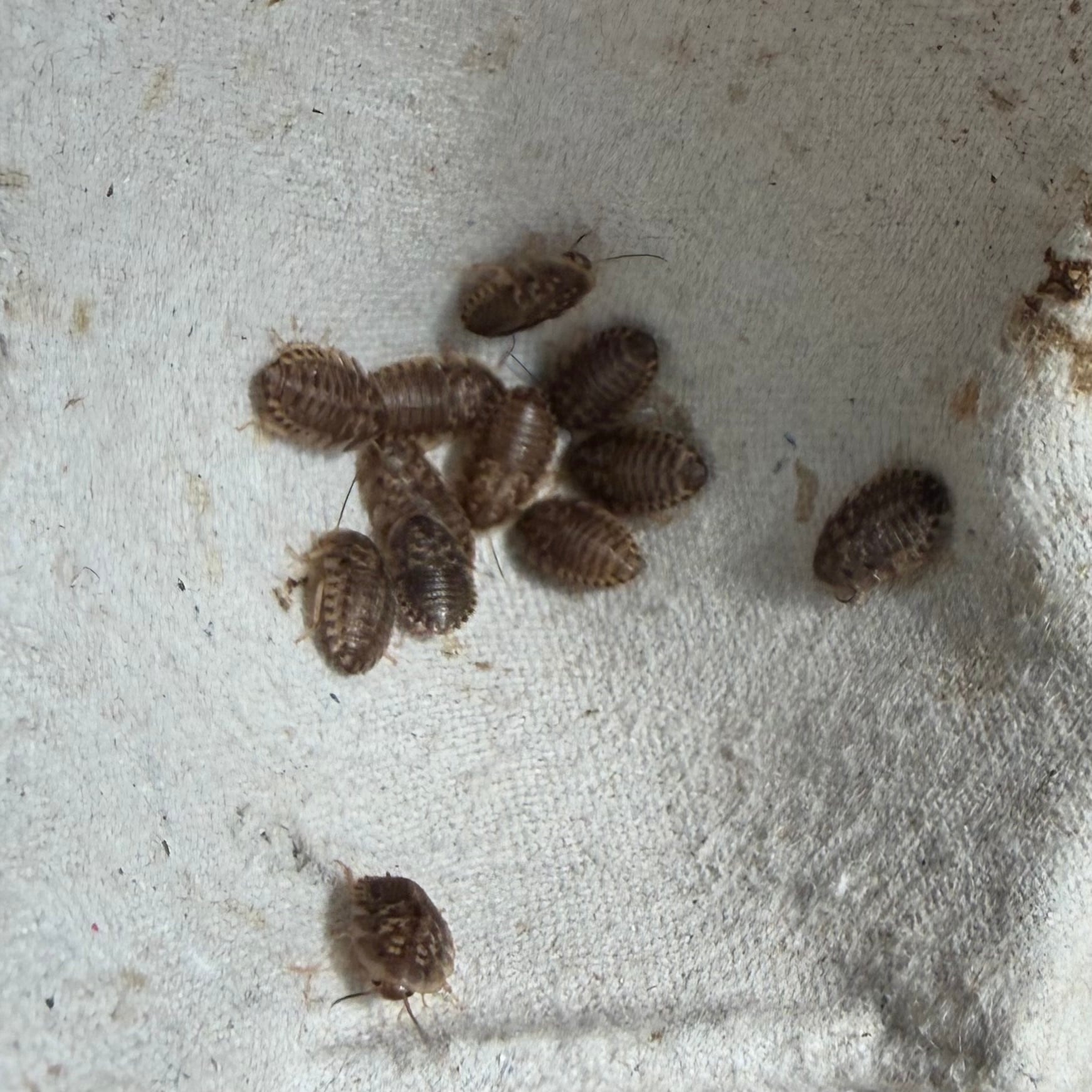 デュビア 成虫1.5kg