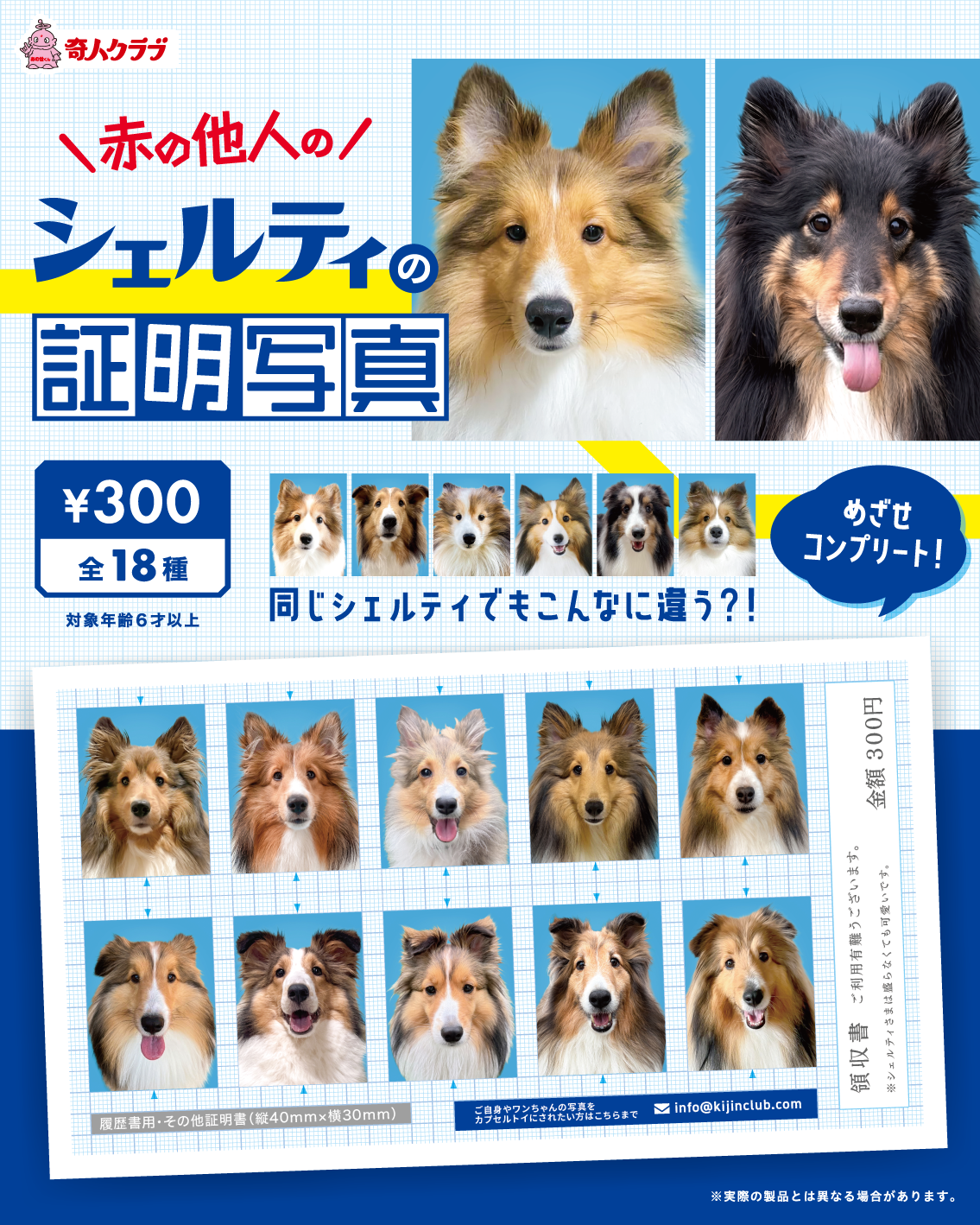 シェルティの証明写真 台紙1枚 | kijinclub