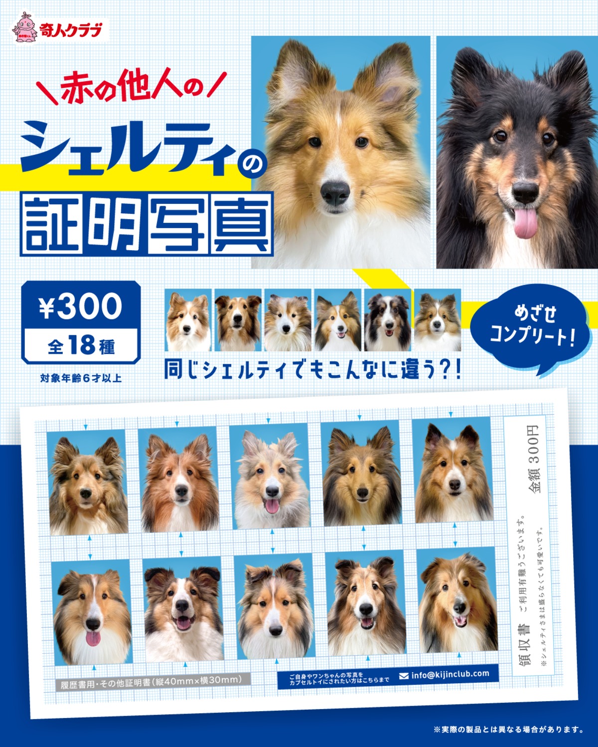シェルティの証明写真 台紙1枚 | kijinclub