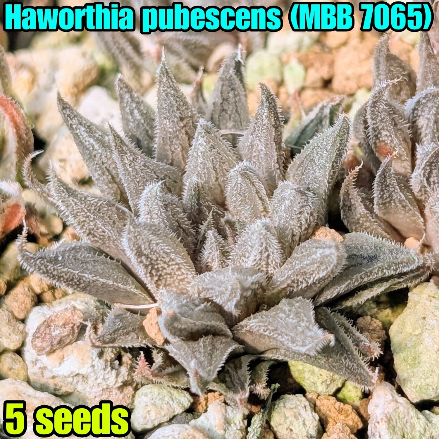 観葉植物 L48 塊根 珍種 選抜株 ユーフォルビア・モンテイロイ