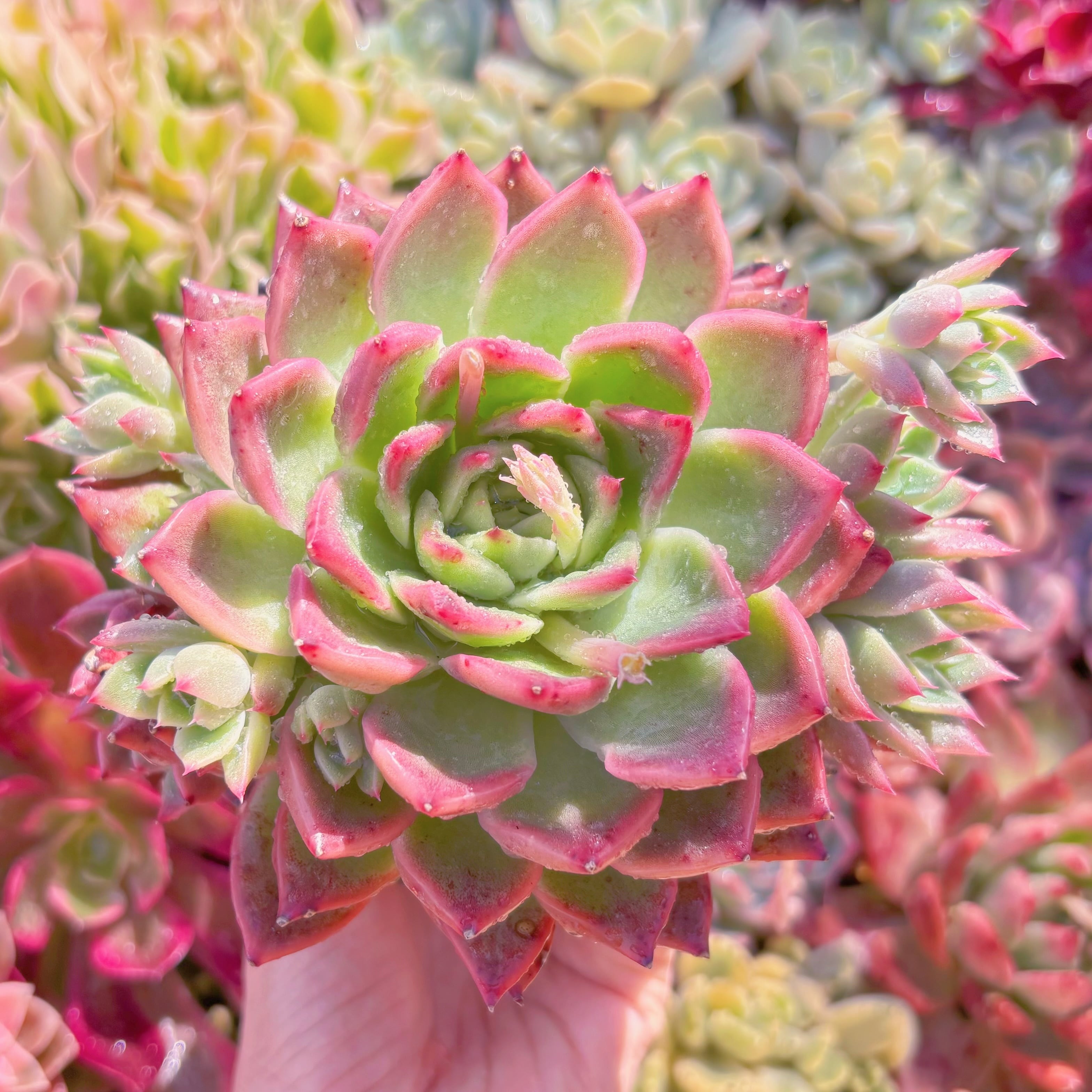 現品　プロティティ#023　大苗　るる農園