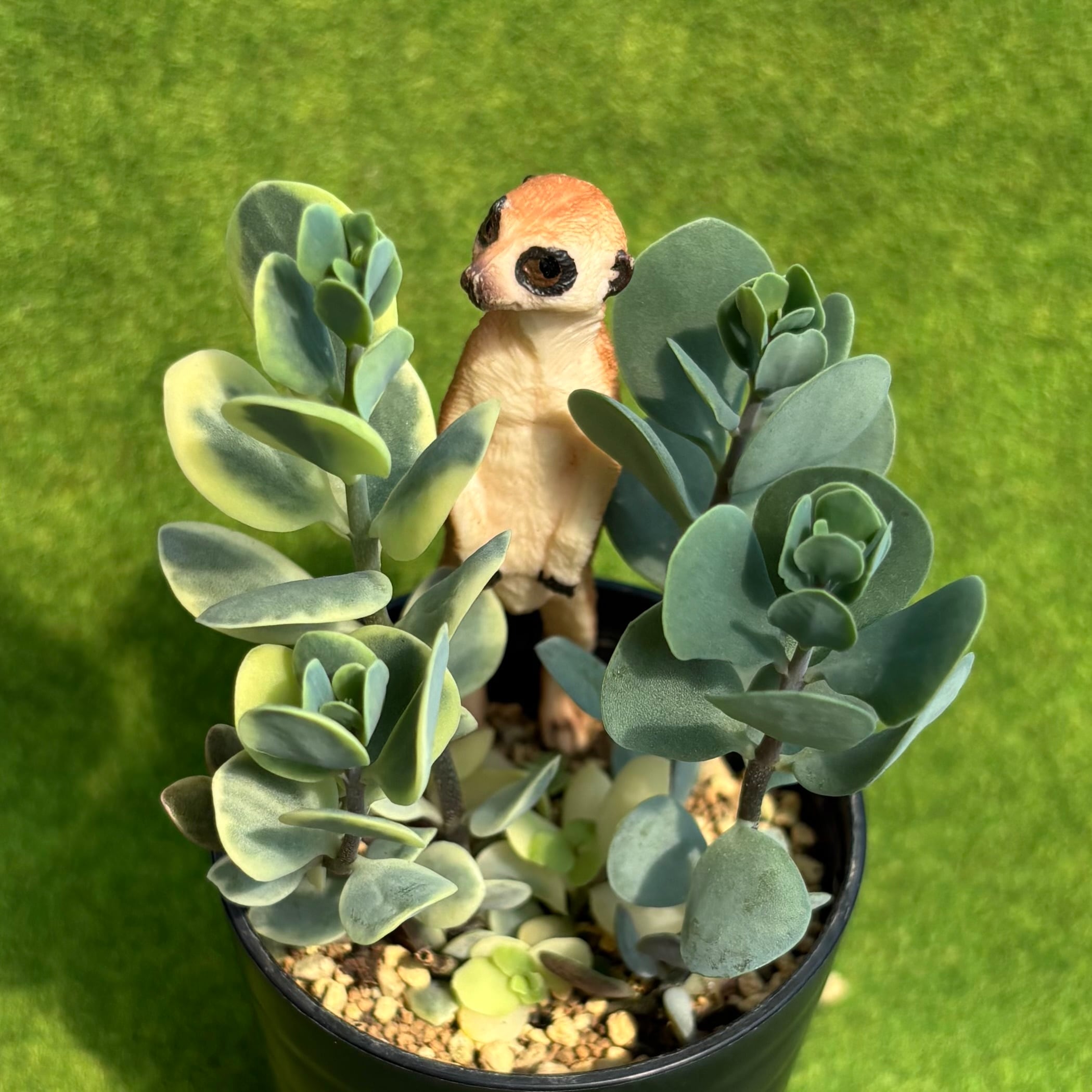 カランコエ | 多肉植物 豆彦商店