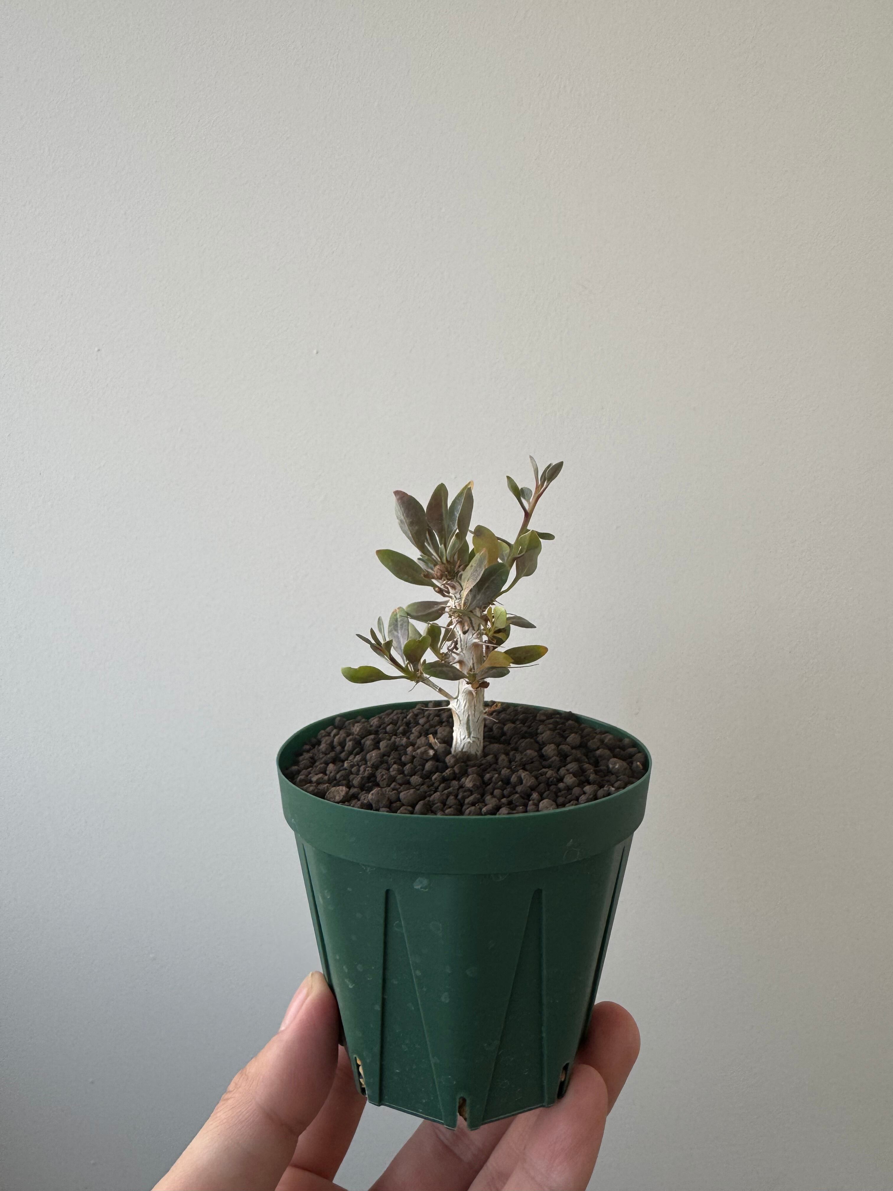 【新着】Fouquieria columnaris 観峰玉 2【バランス良しな冬型塊根】フォークイエリア コルムナリス