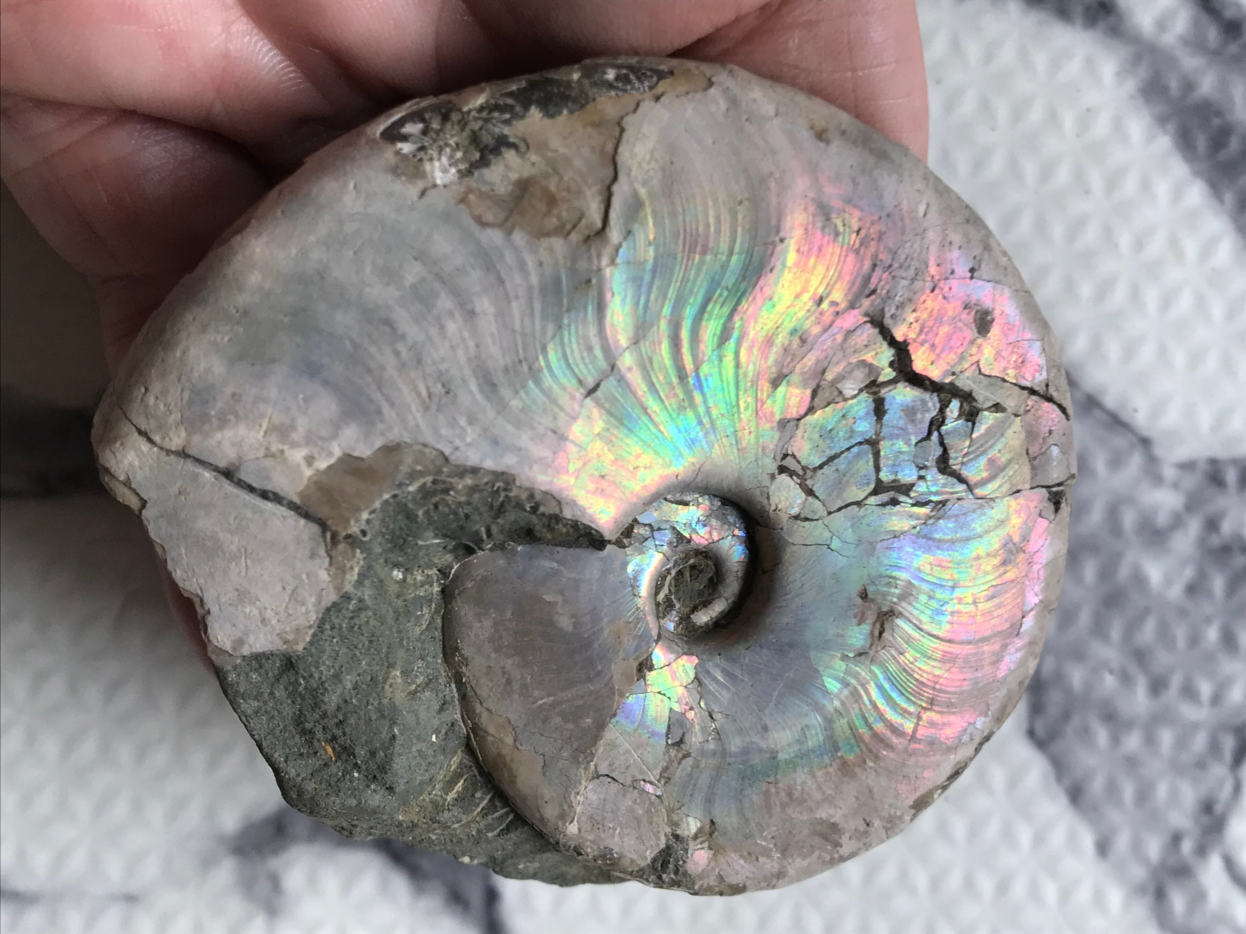 マダガスカル産 遊色虹色アンモナイト青（ビューダンティラス）母岩付