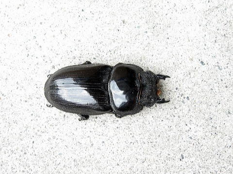 久留米産オオクワガタ成虫ペア 2025年新成虫 77~78 | 昆虫専門店ホビー