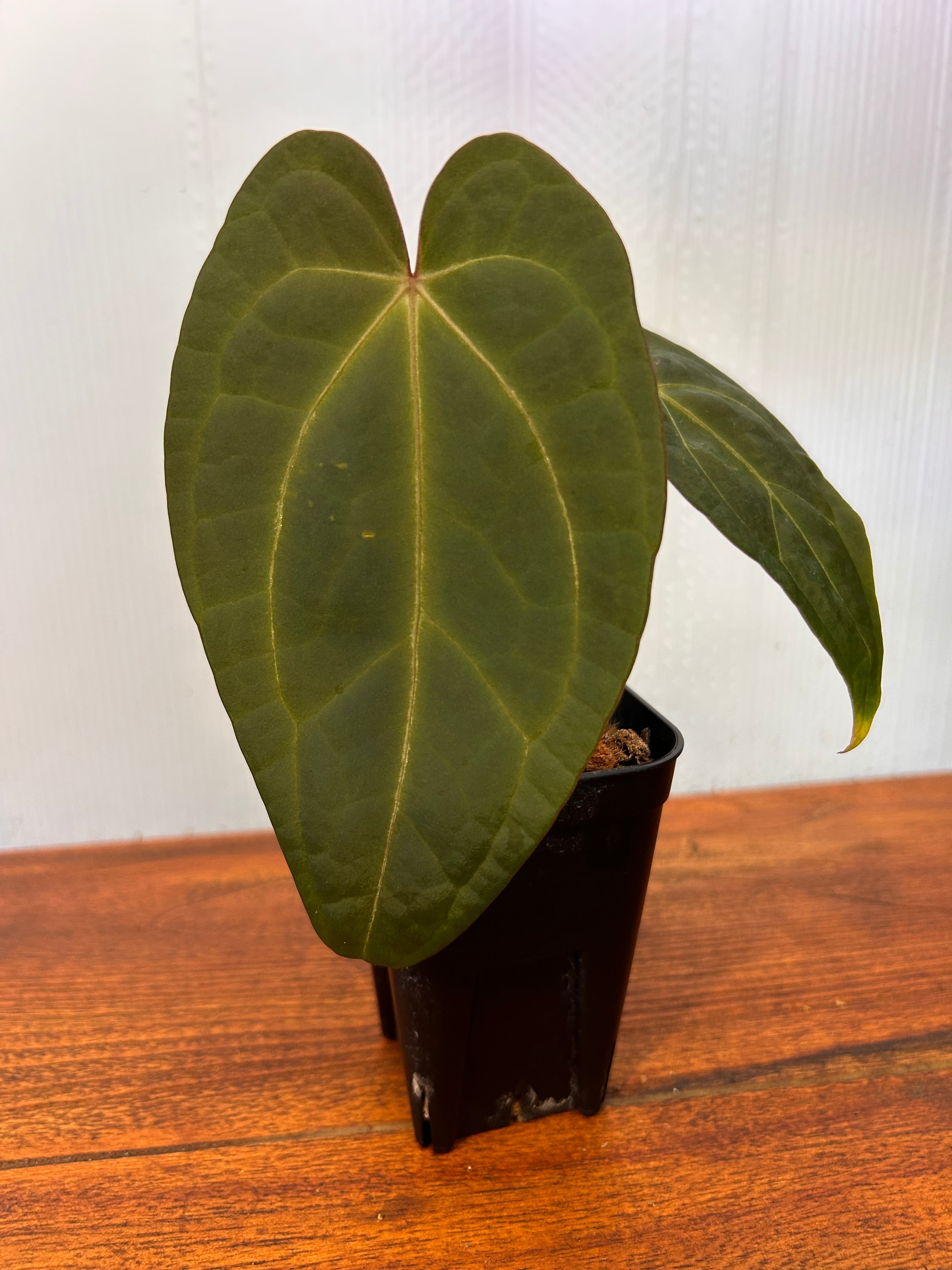 Anthurium | BALI-AN 園芸
