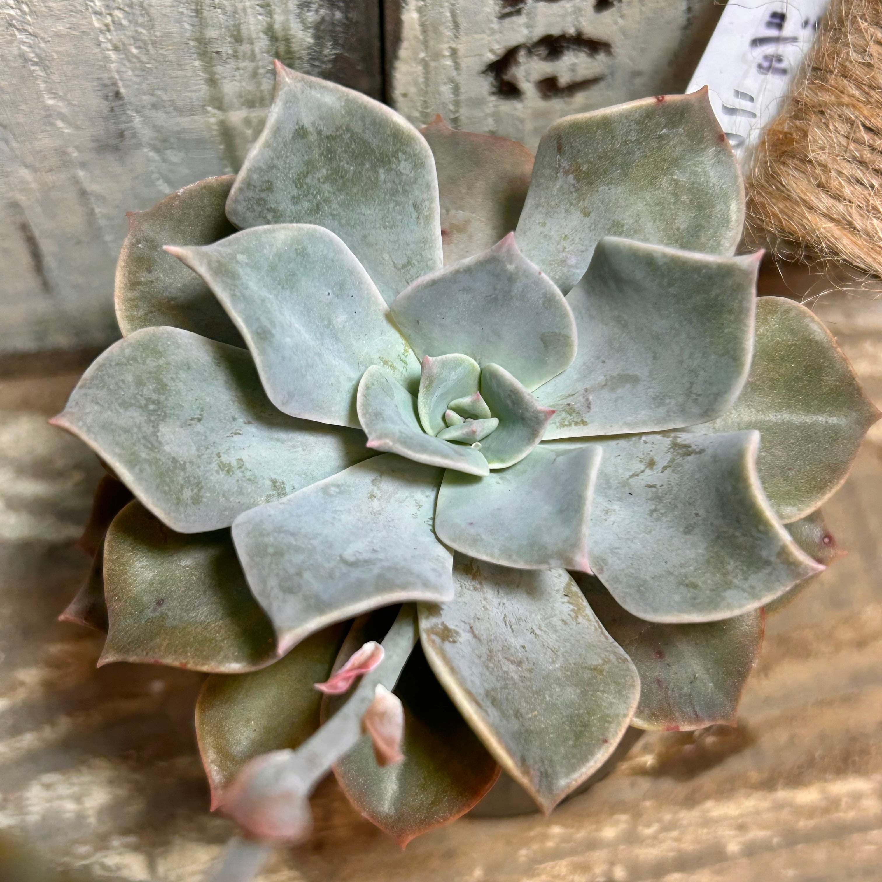 ジェニファー | RuPo 多肉植物専門店