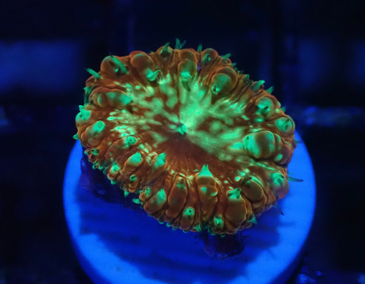 Blastomussa YellowGlitter