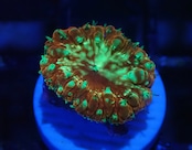 Blastomussa YellowGlitter