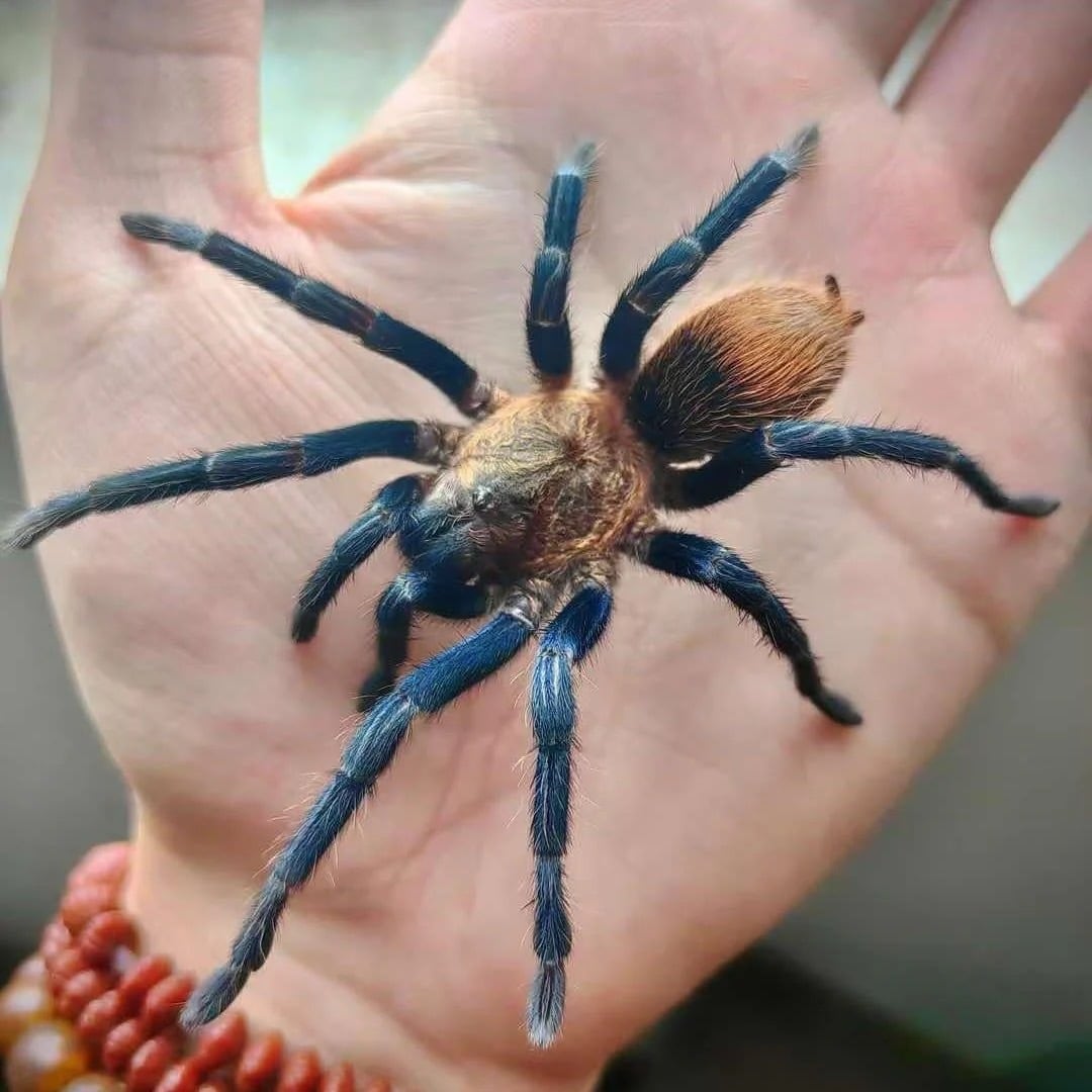 Theraphosinae | オモニキチュウ