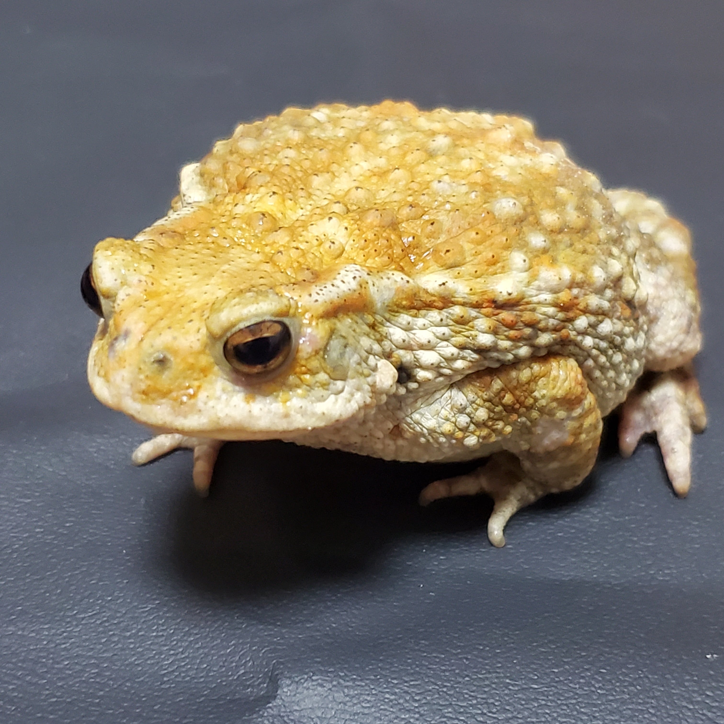 カエルの森工房　アズマヒキガエル カエルの森工房 アズマヒキガエル アズマヒキガエル | けろろの森 with