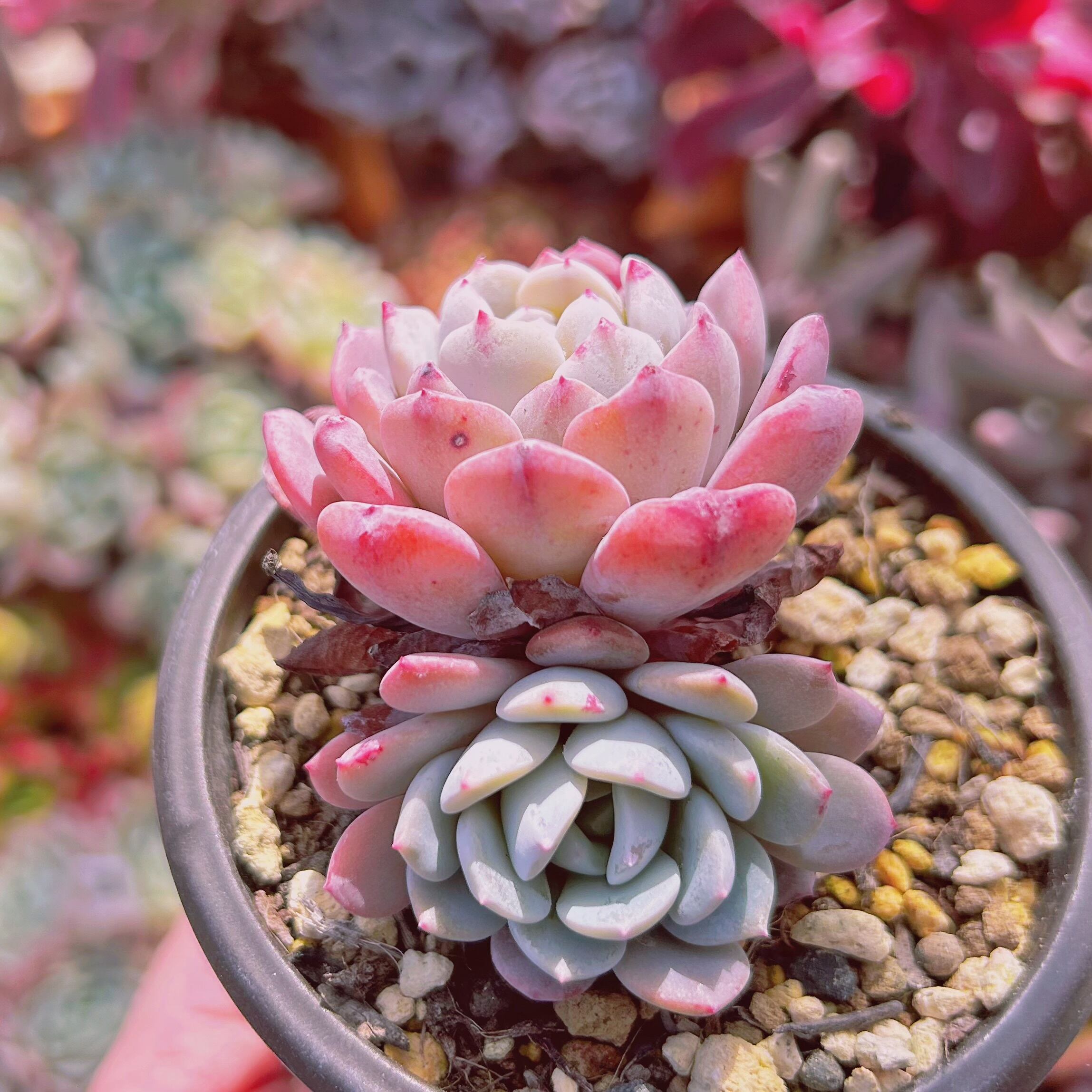 567現物 多肉植物 サンデ 抜き苗 | るる農園~多肉植物専門
