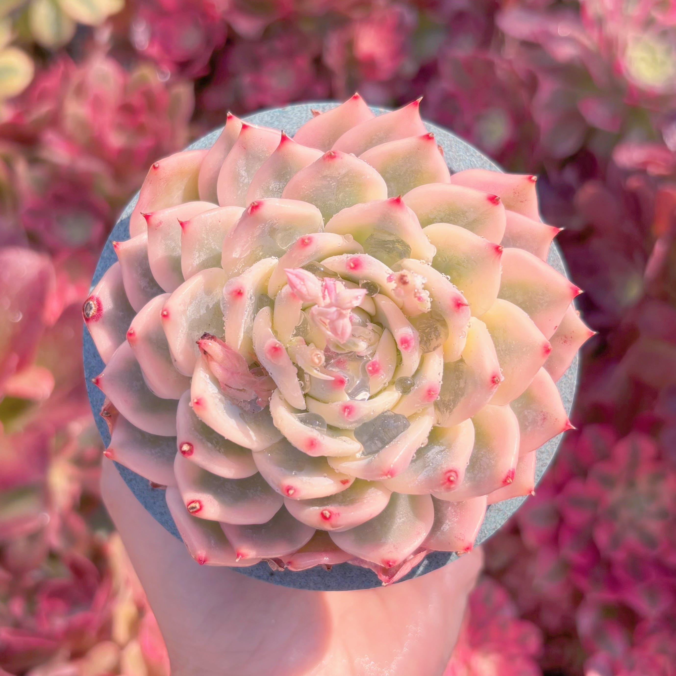 現品　チワワ錦#K144　極上株　るる農園