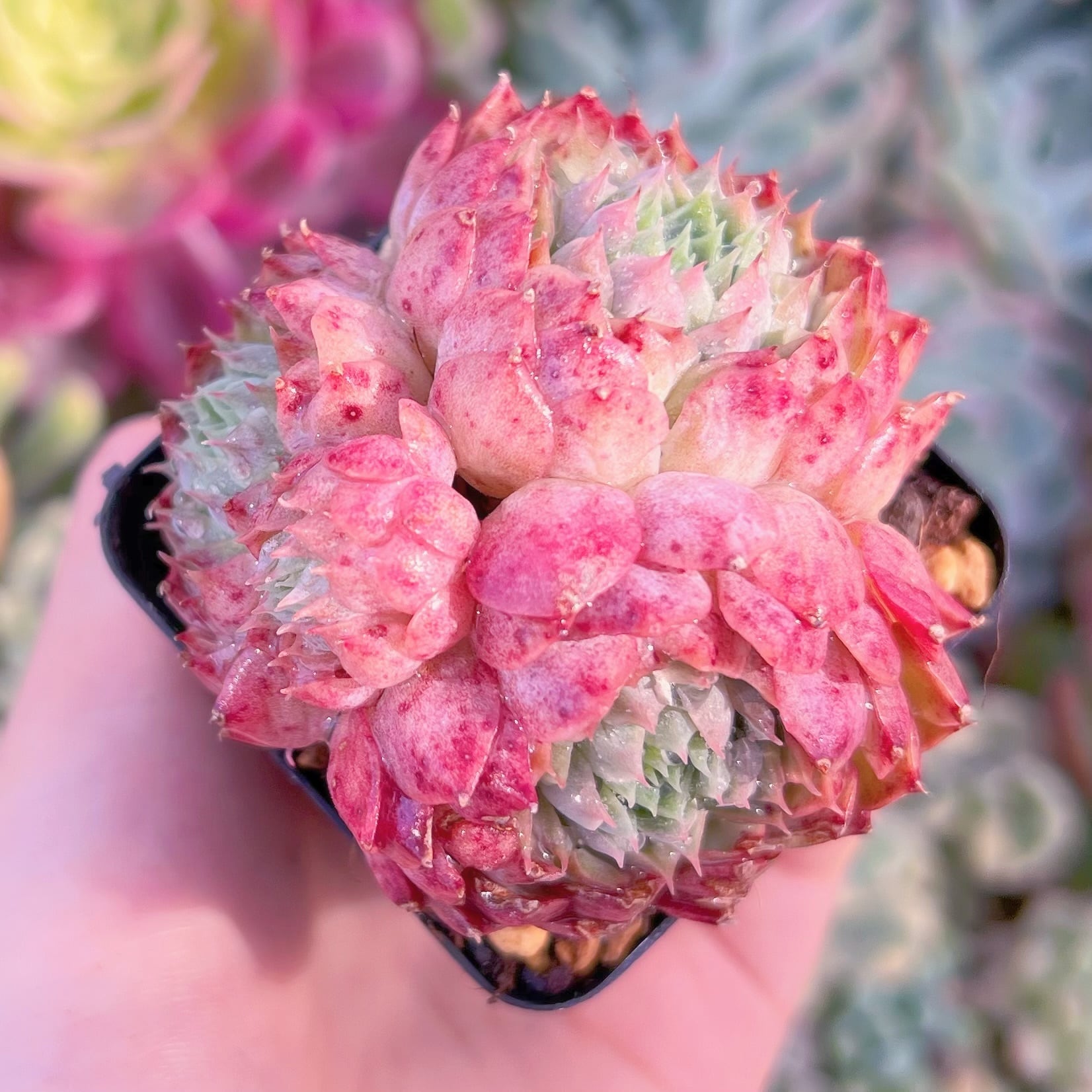 現品　レッドホール#3015　群生　るる農園