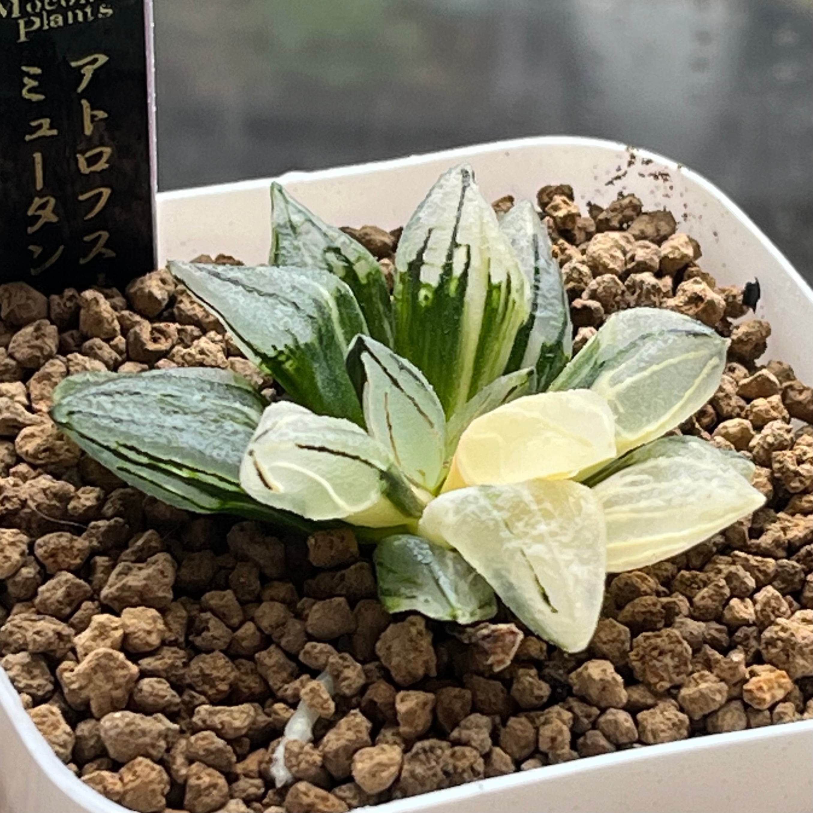 ハオルチア 親指姫錦 糊斑 | mocono_plants