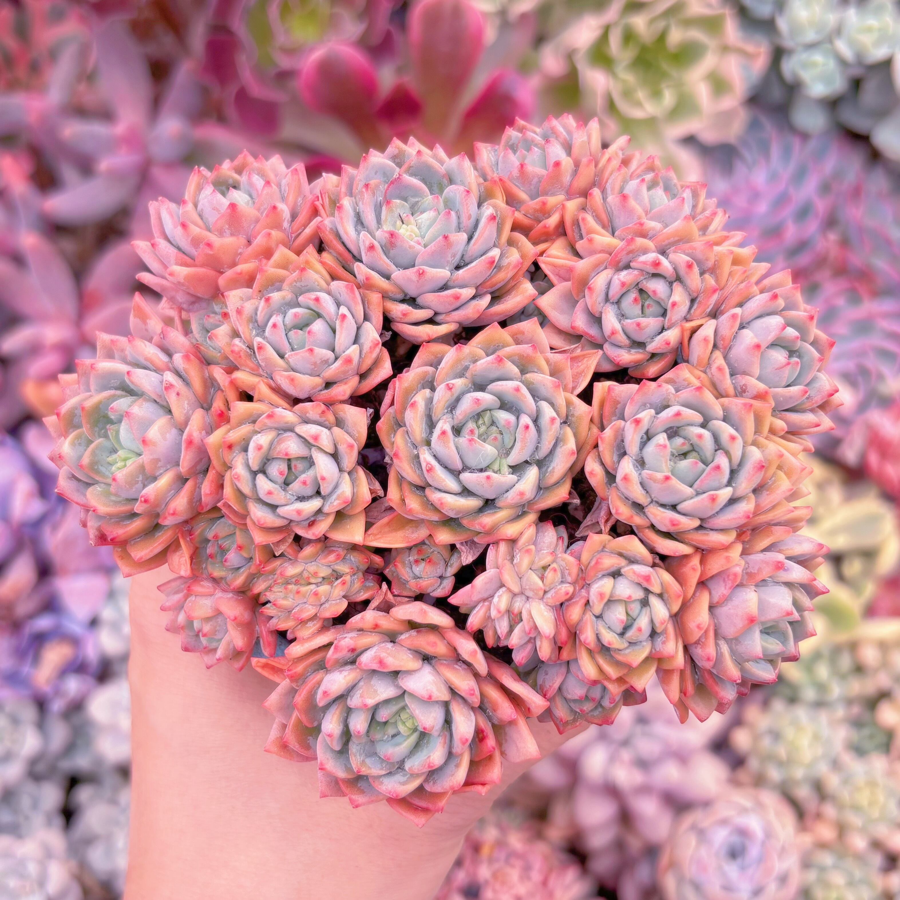 現品　沙羅姫蓮華#1162　大群生　るる農園