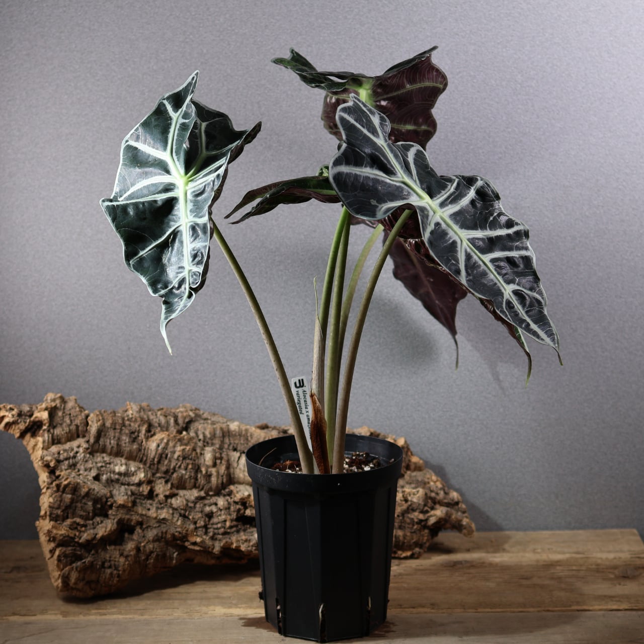 ALL ITEM | MARX PLANTS | 観葉植物・多肉植物・塊根植物