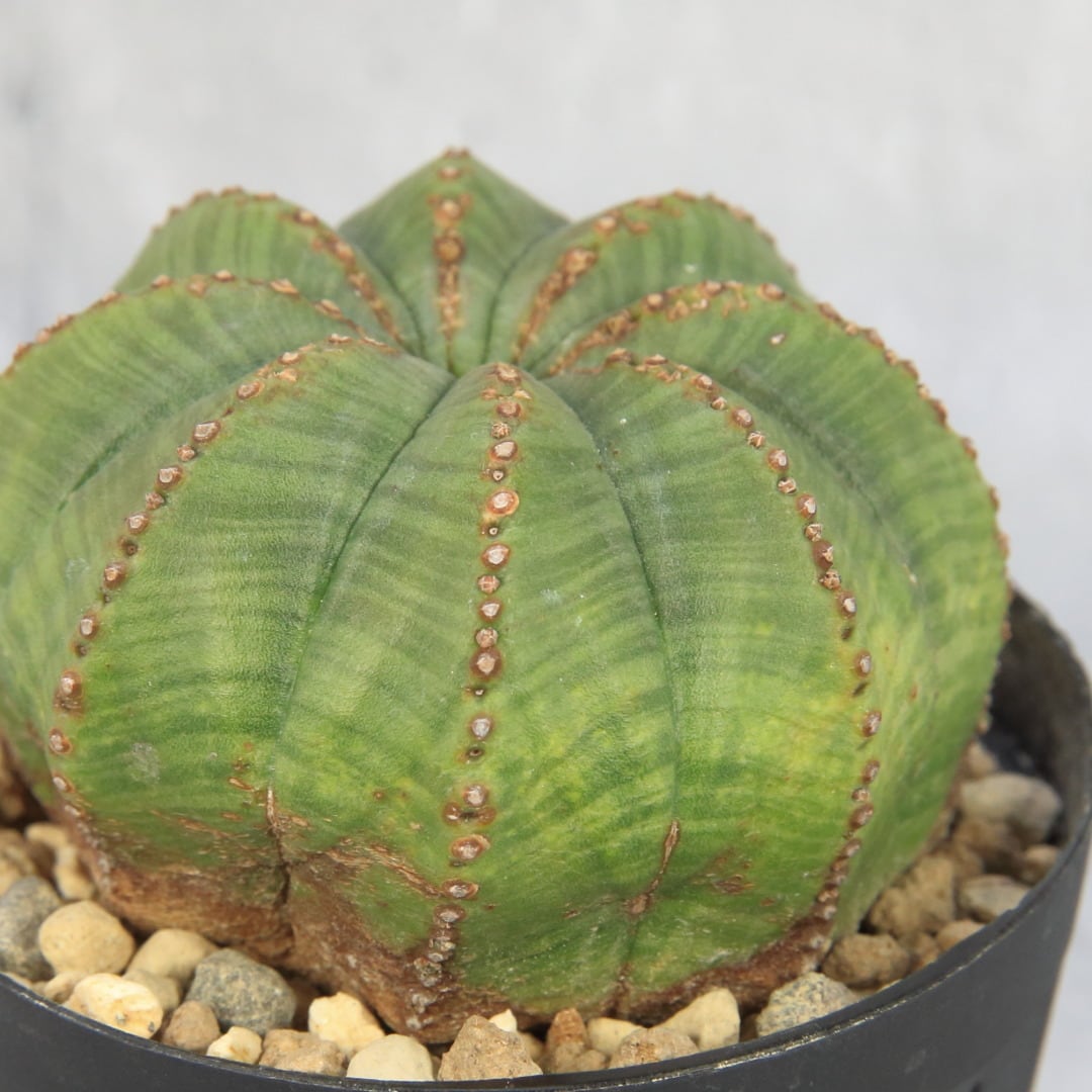 ユーフォルビア オベサ 中株 6センチ 成長点異型 Lighthouse Plants 海外実生株のオベサを中心に 輸入植物 を扱うプランツショップ