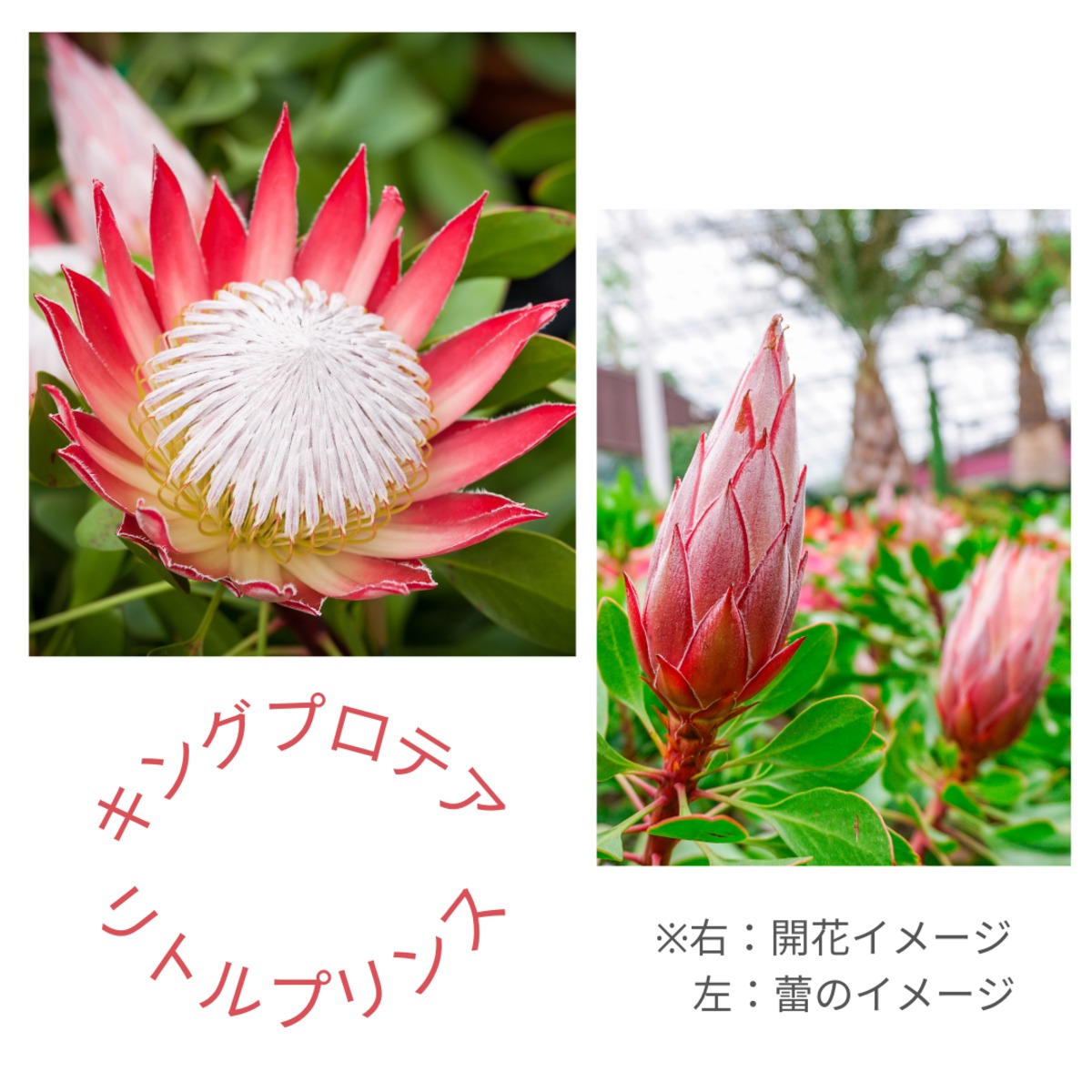 プロテア：リトルプリンス 現品その④（6号鉢） キングプロテア 希少