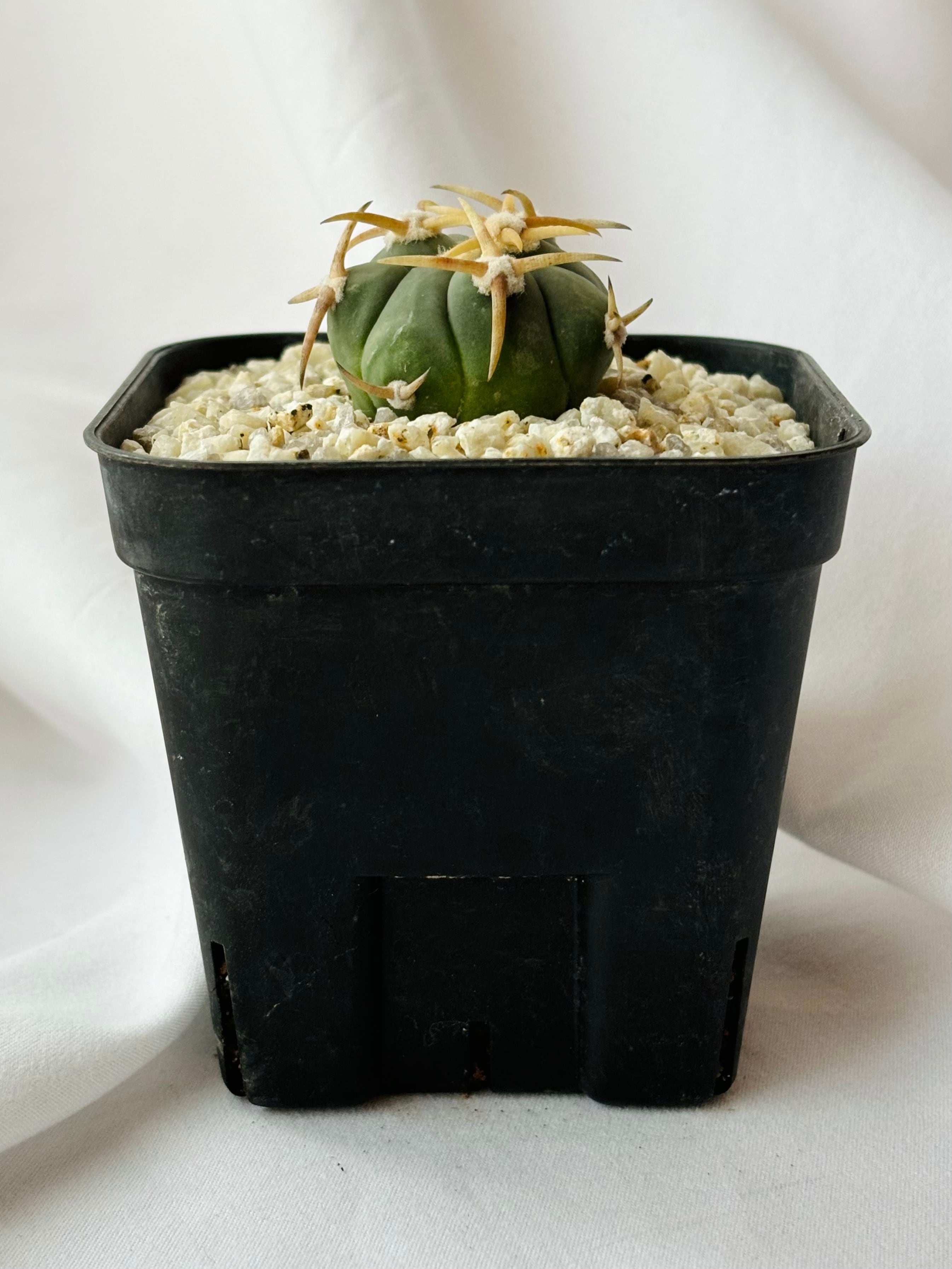 Echinocactus horizonthalonius エキノカクタス 白刺翠平丸 サボテン