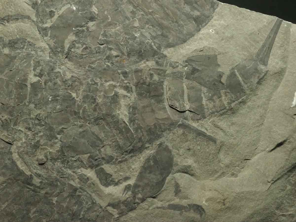 USA産！ウミサソリの化石Eurypterus remipesアメリカ