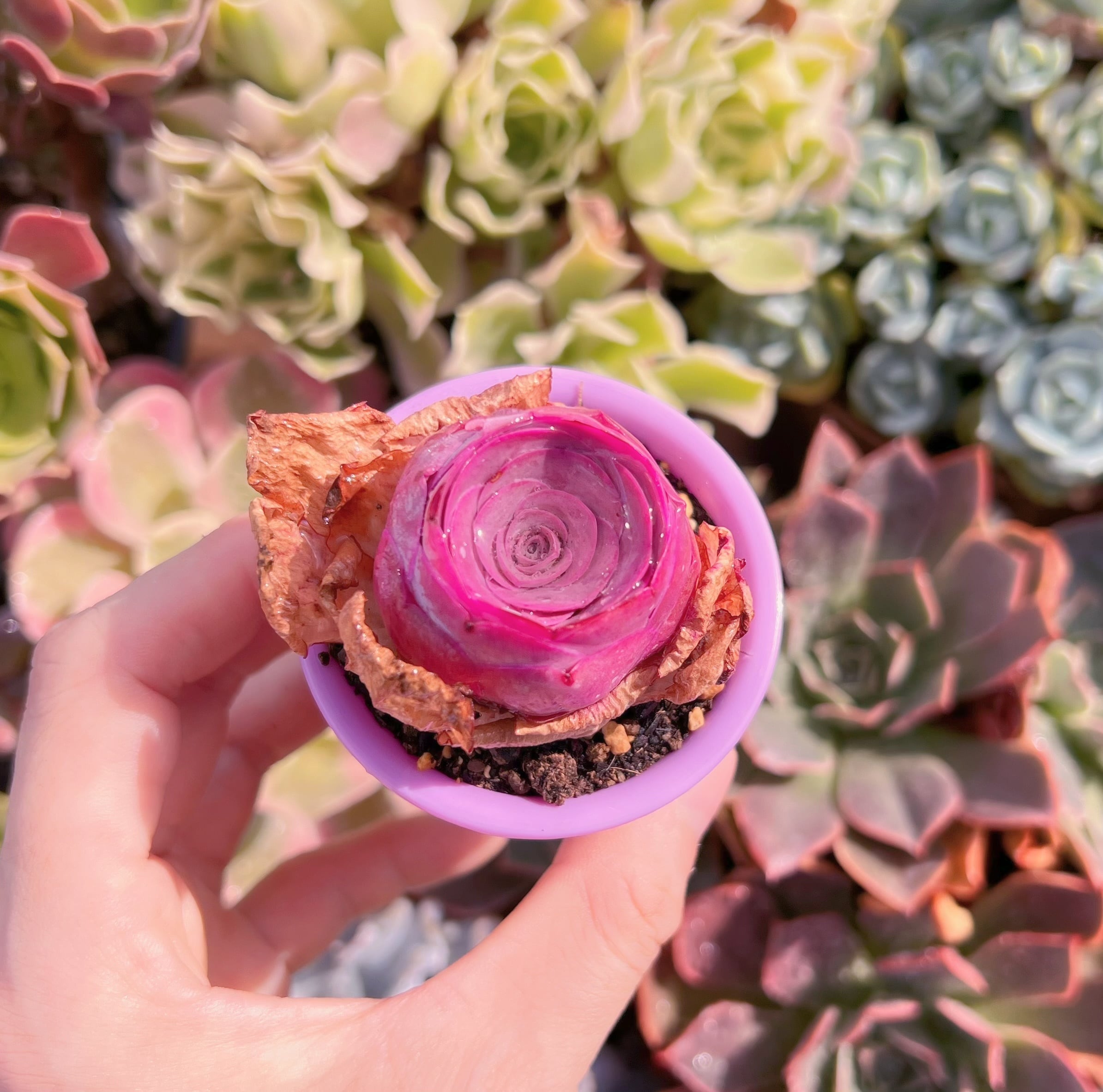 多肉植物 韓国苗 ブルーハイヒール 【公式通販】